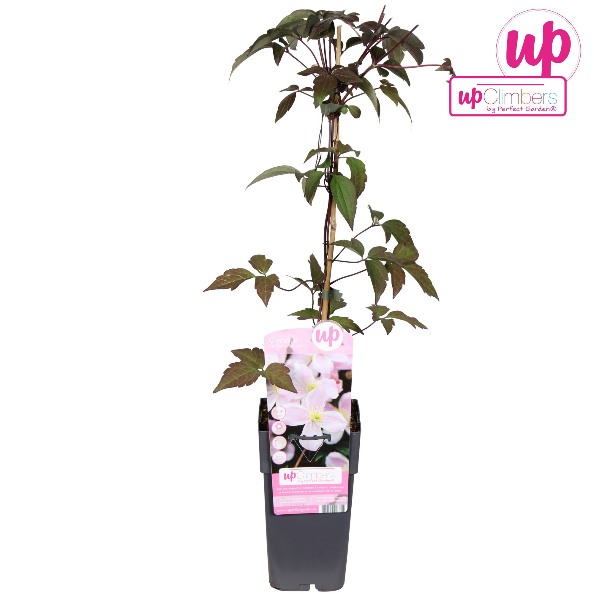 Clematis Montana Mayleen P15, D 15 cm