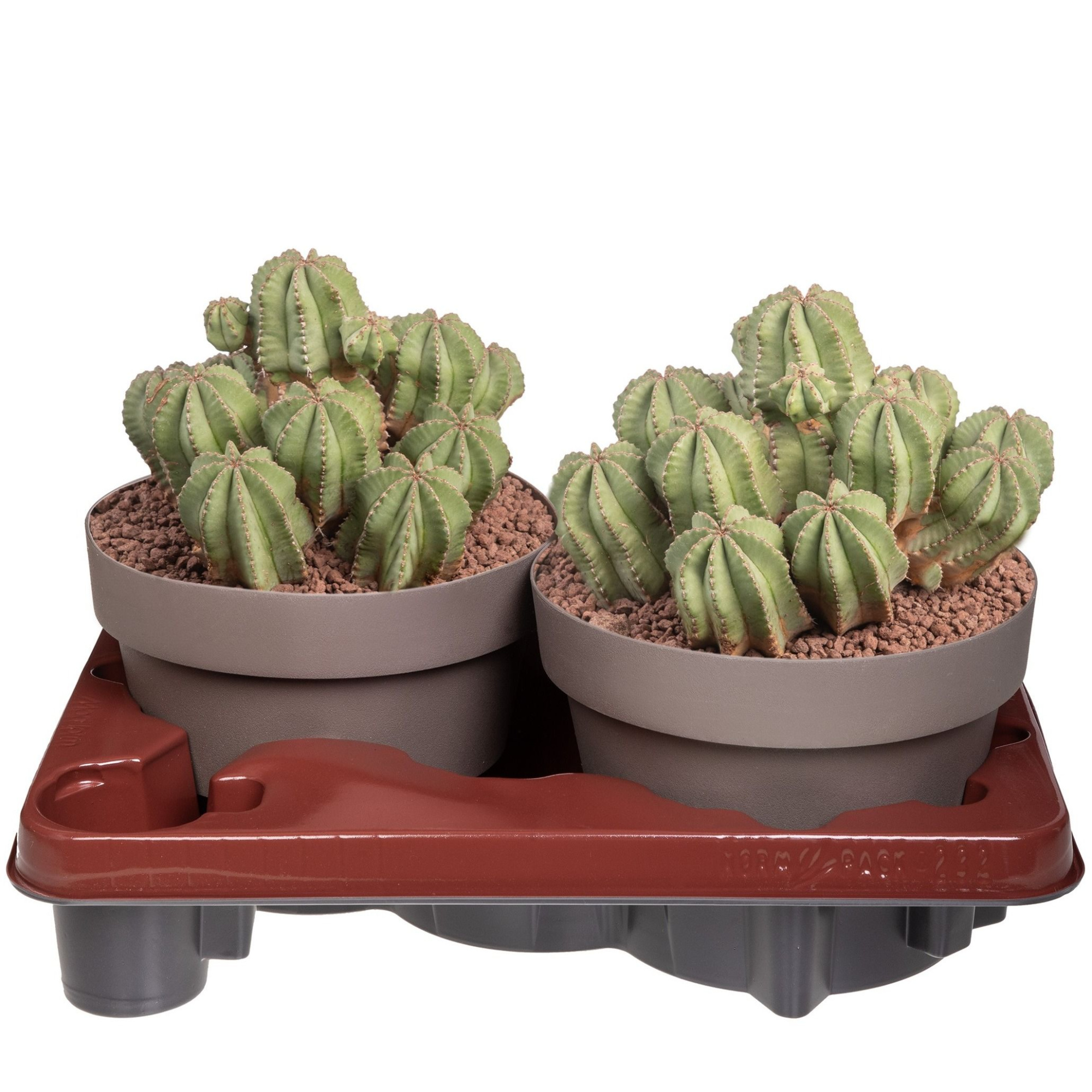 EUPHORBIA FRUTICOSA INERMIS - BOWL Ø20-TRAY 2 PCS. (SUCCULENTEN), D 20 cm