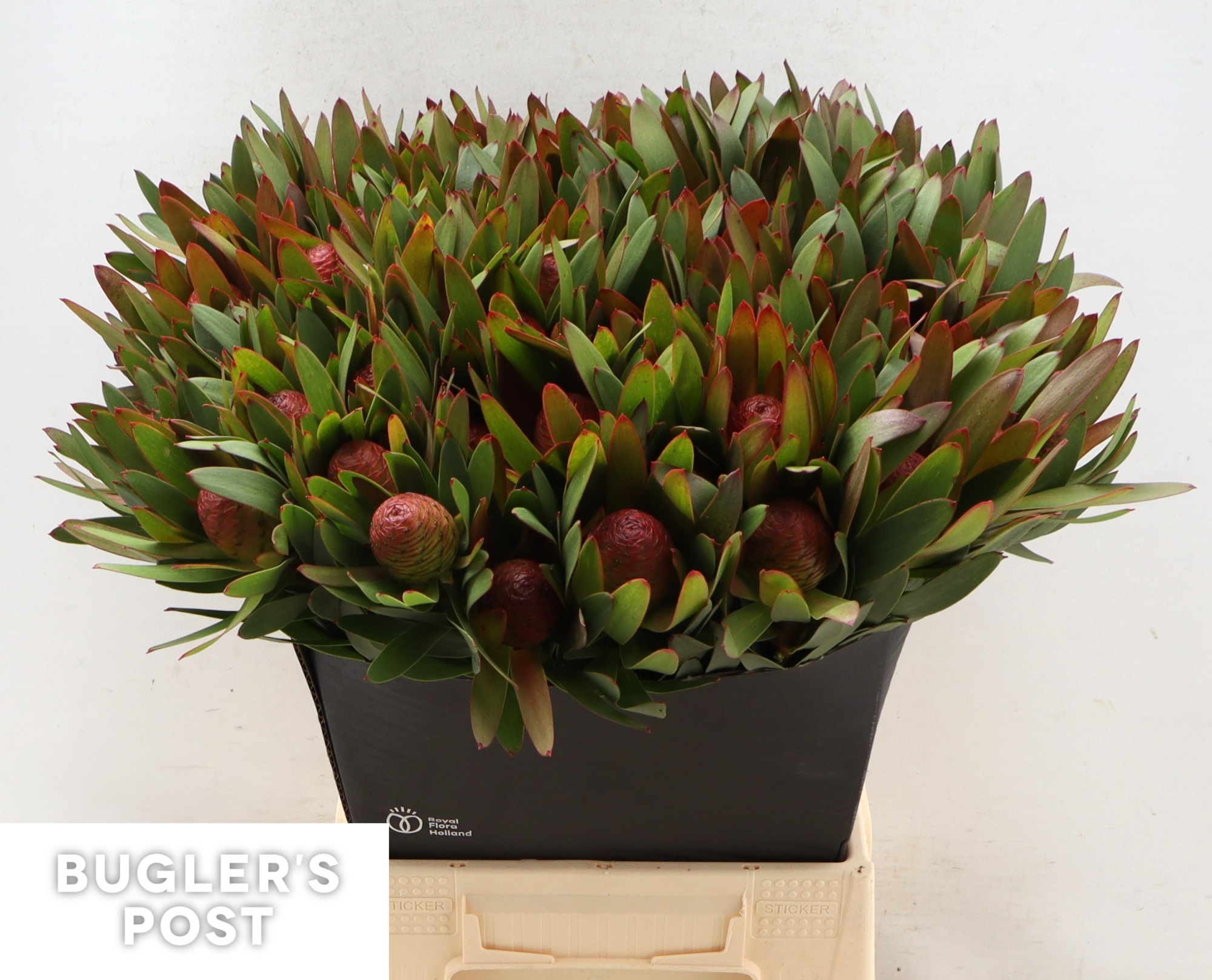 Леукадендрон Африкан Скай 50, шт.