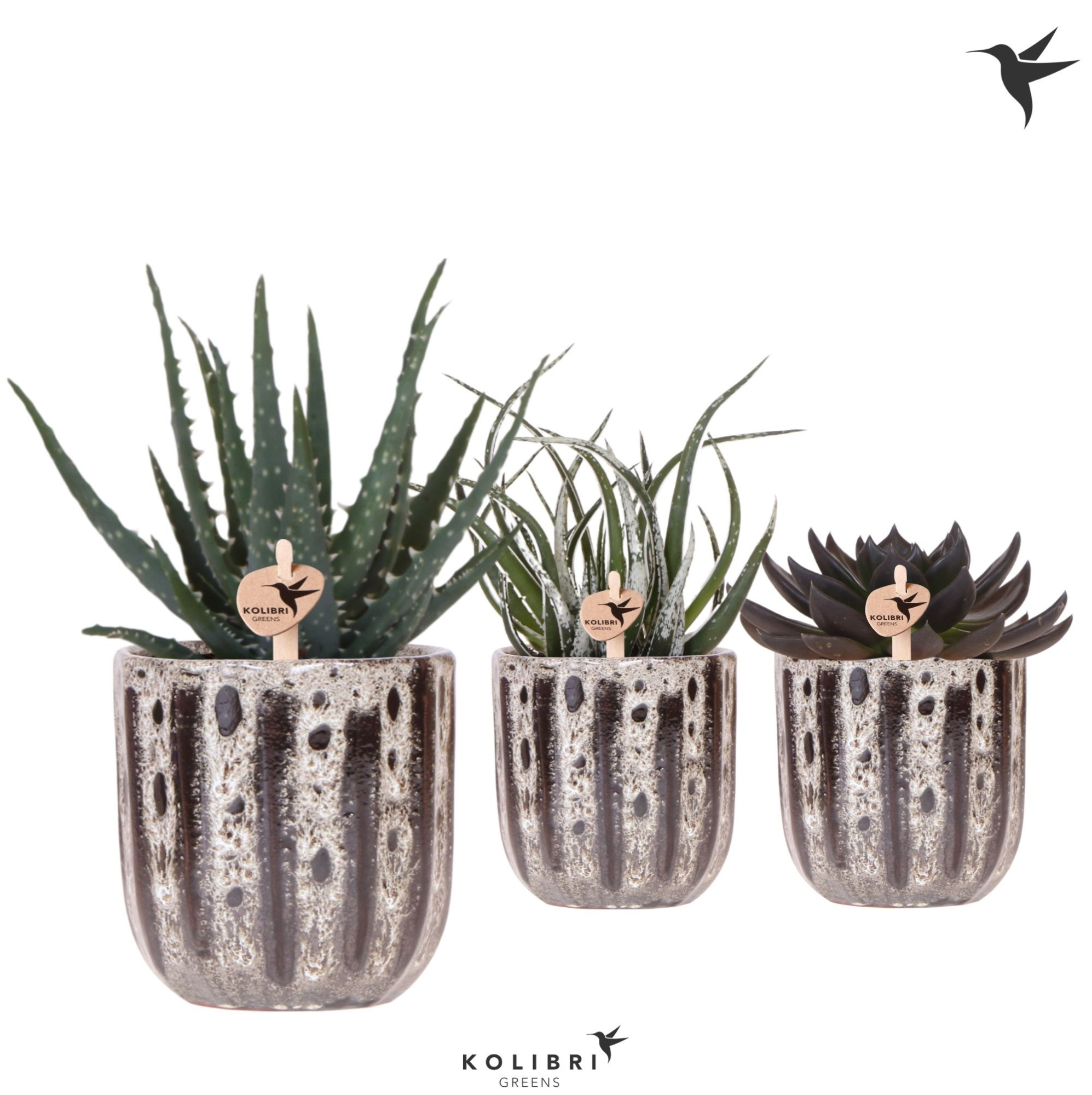 Kolibri Greens Succulenten mix in Soul pot, D 9 cm