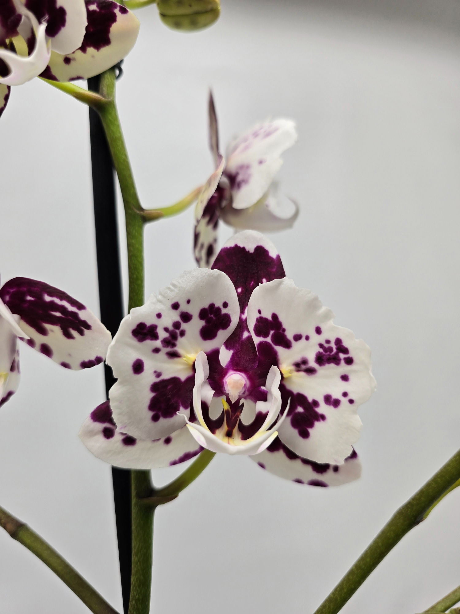 Limited 30 week 43, D 12 cm