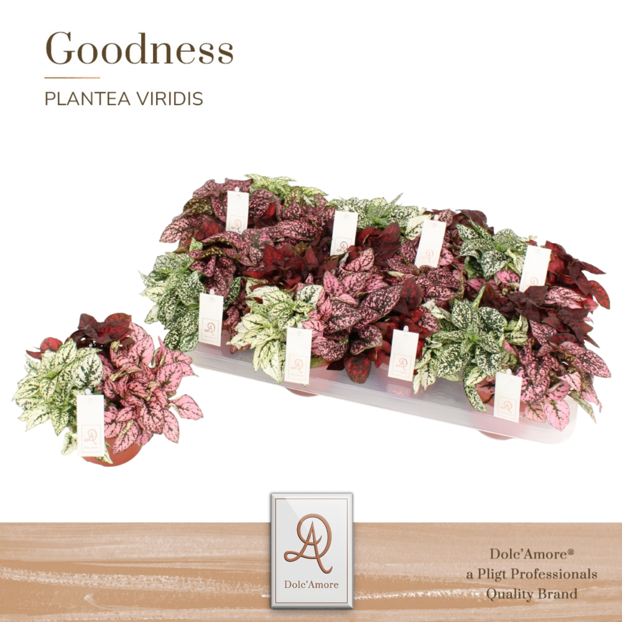 Hypoestes TRIO P12 Dolc'Amore® Etiket, D 12