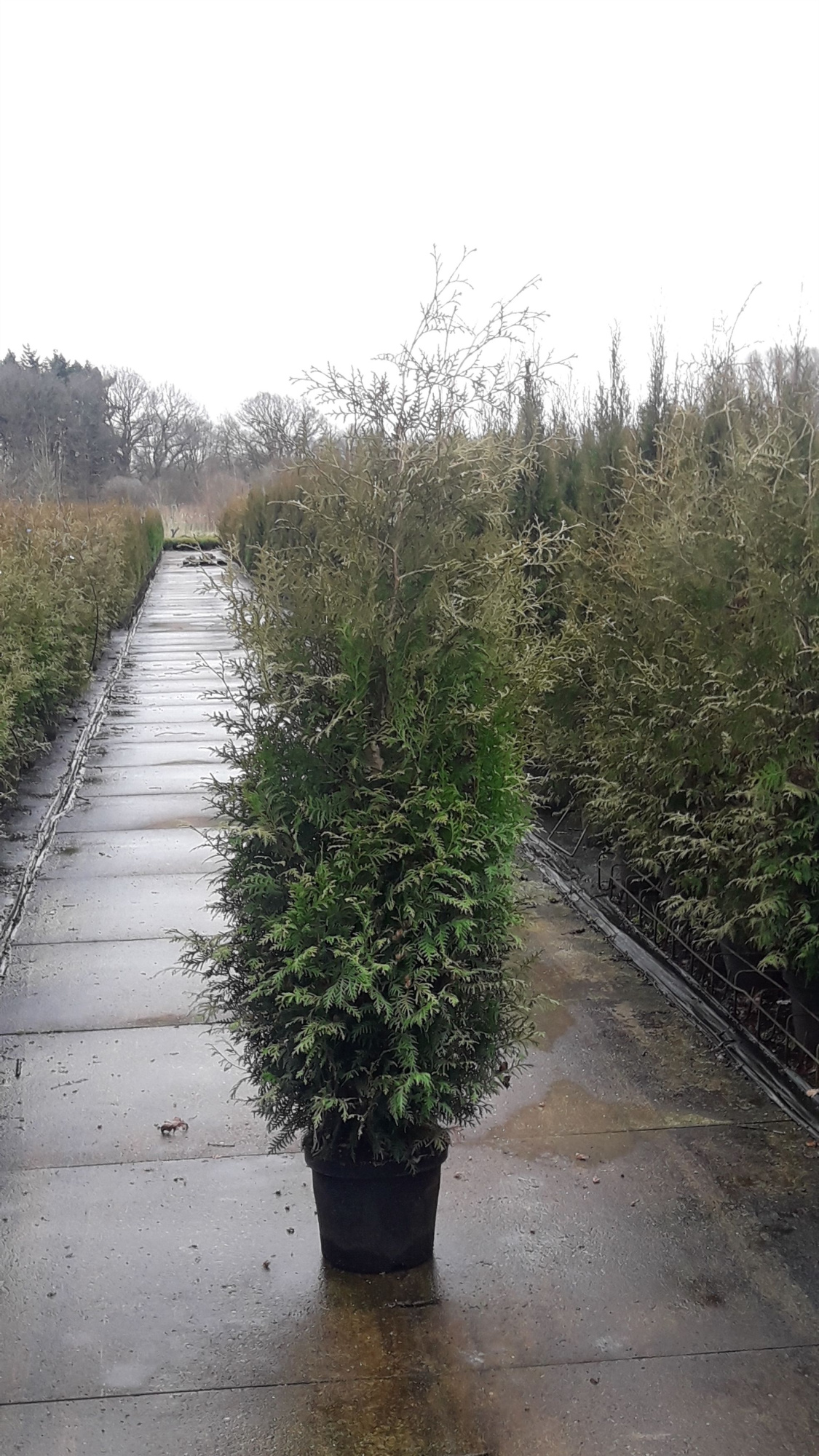 Thuja occidentalis 'Brabant', D 29 cm