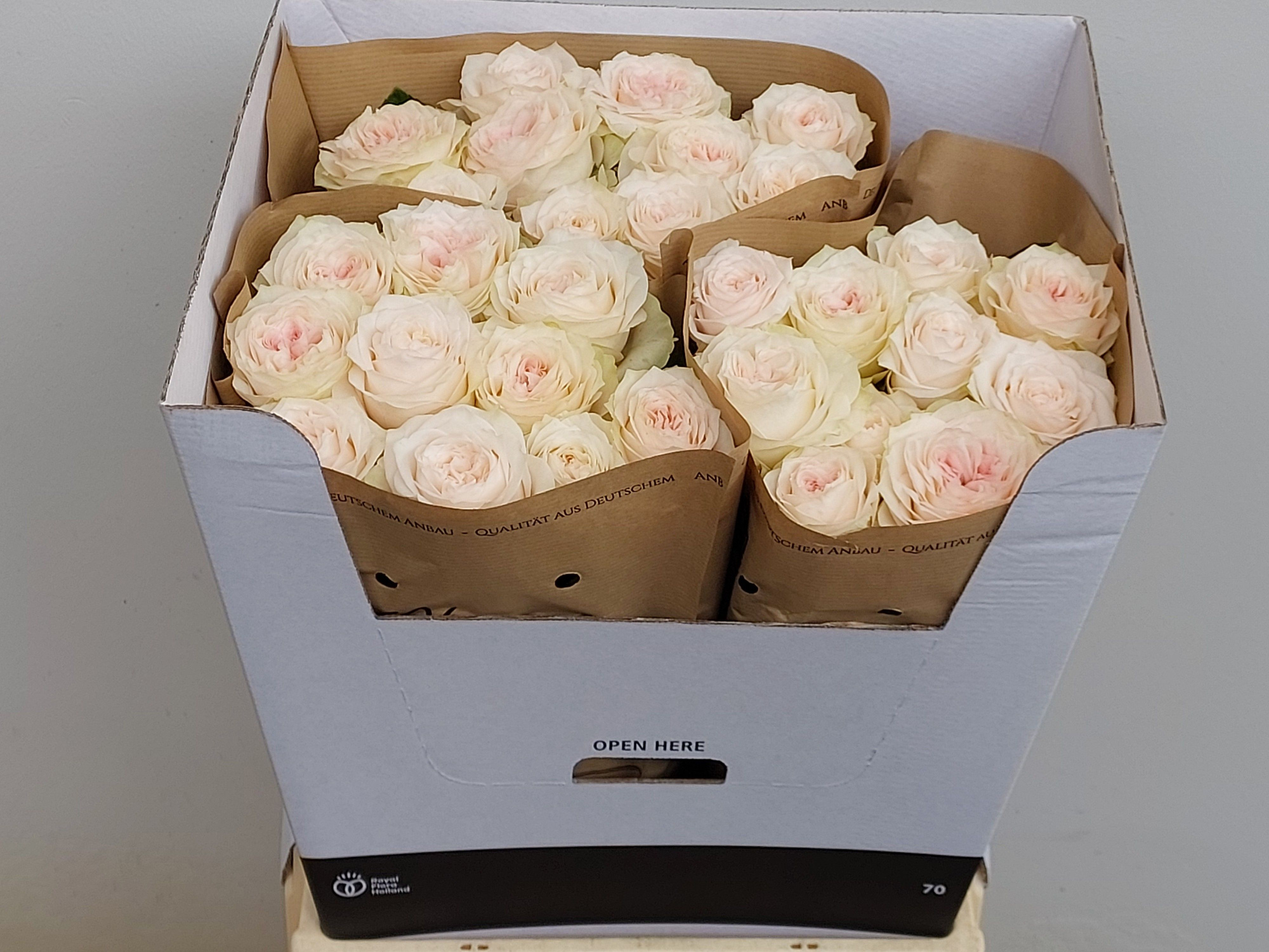 Роза од. Сандерленд! 70, шт.