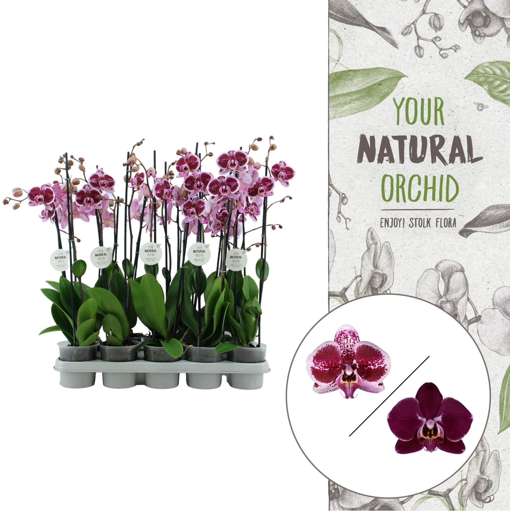 Your Natural Orchid | Red | Phalaenopsis 2 spike, D 12