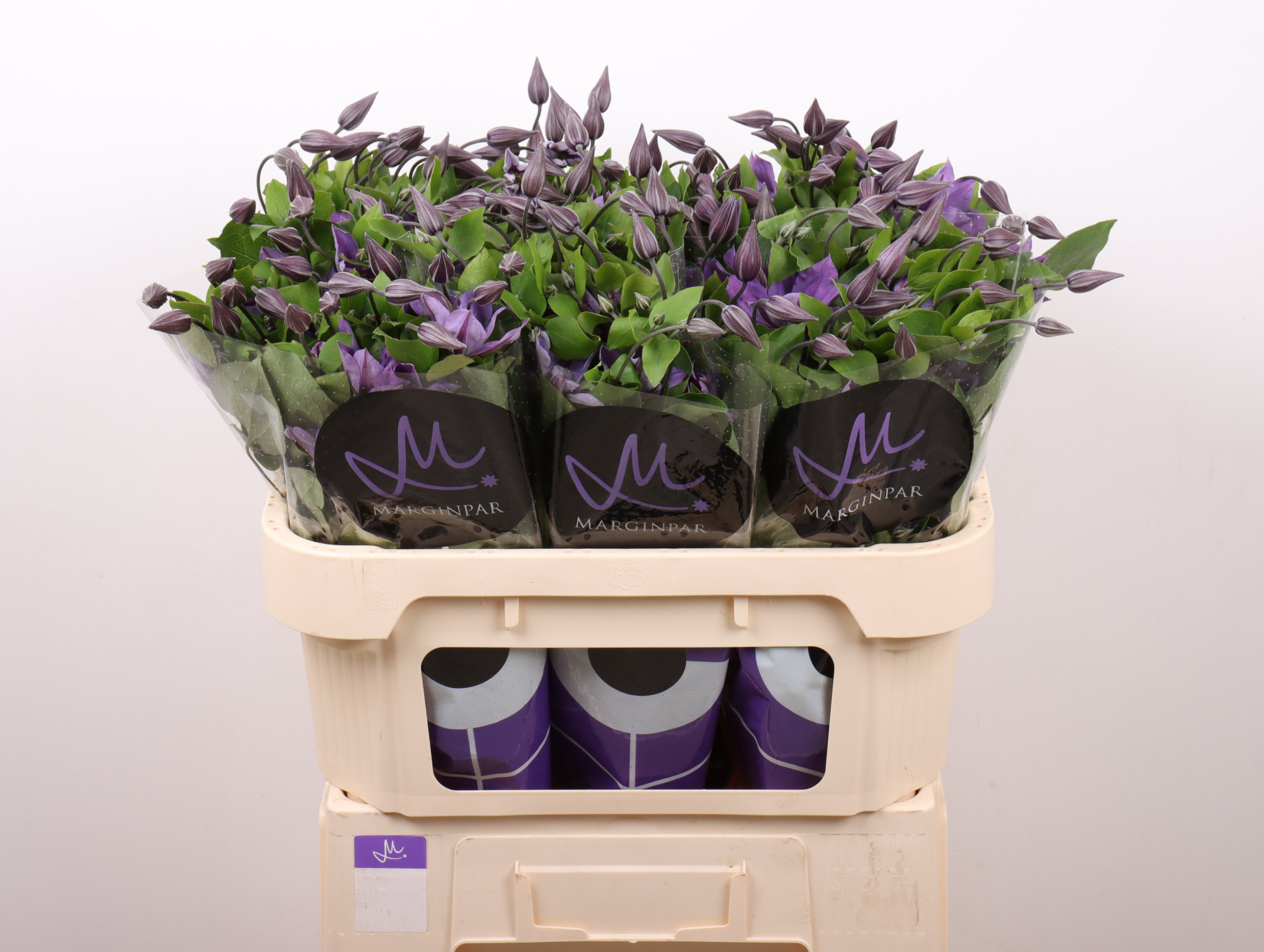 Клематис Эмейзин София 70, шт.