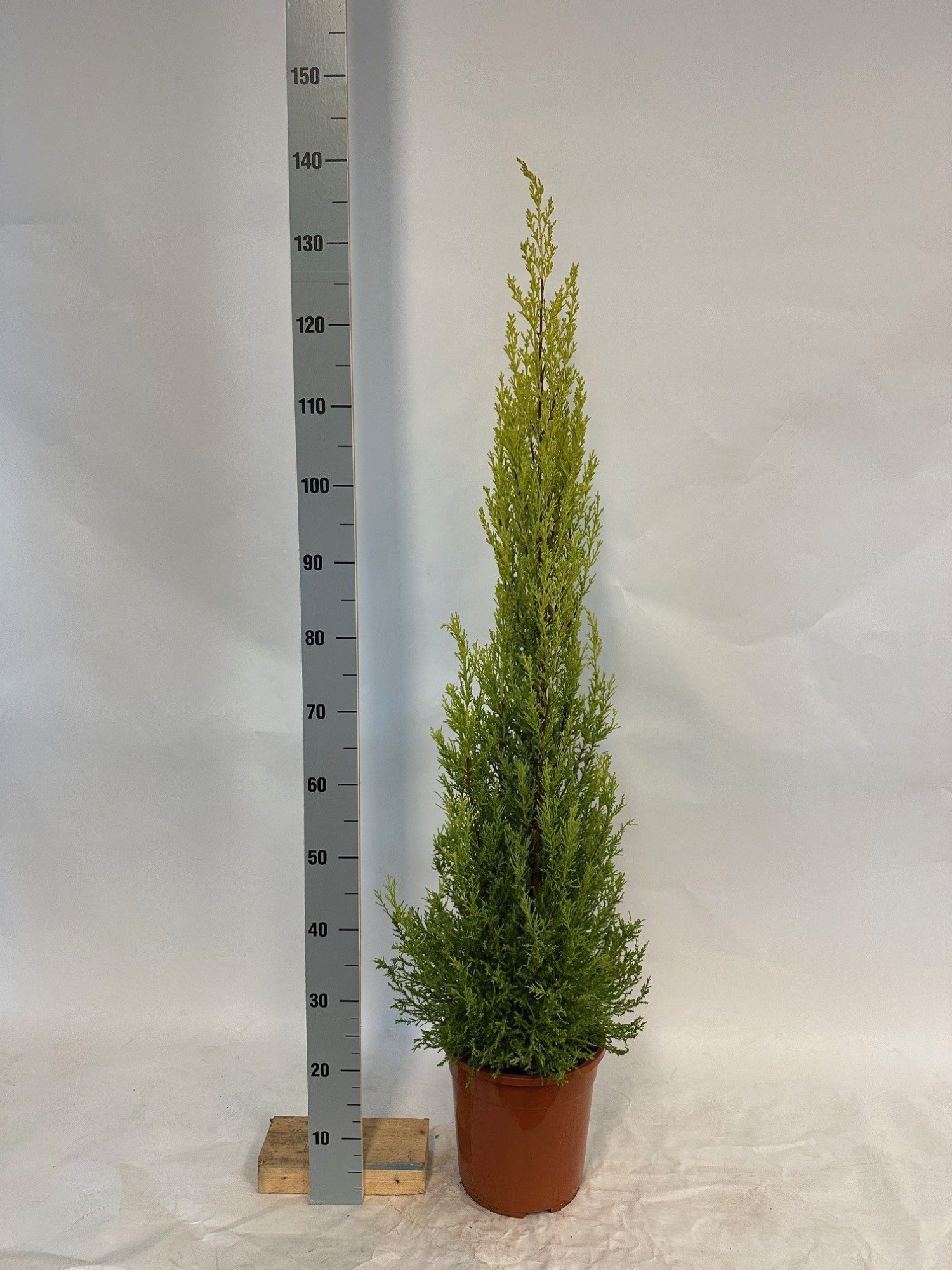 Cupressus Goldcrest Wilma 24 cm groot, D 24 cm