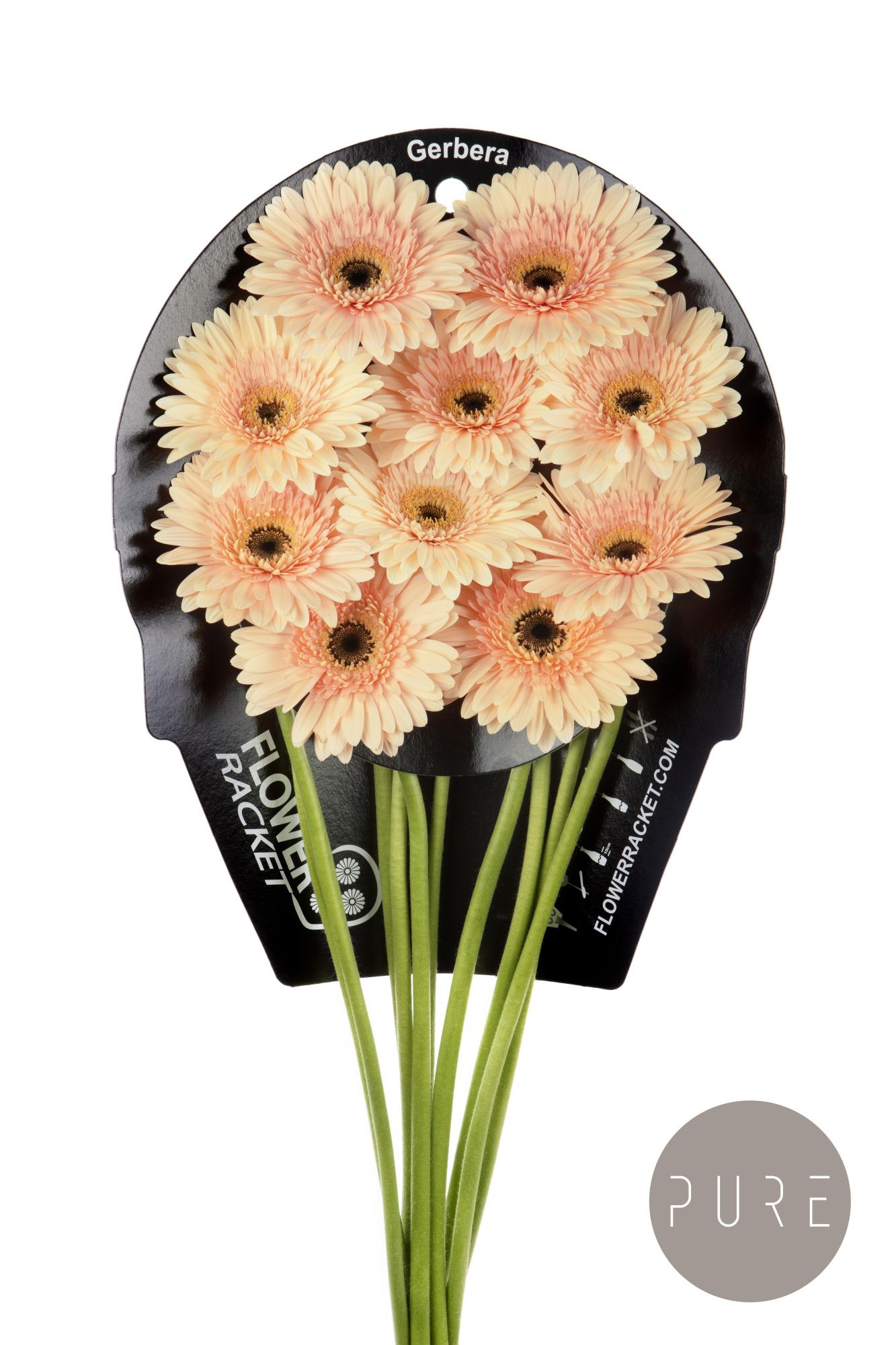 Гербера Кафе Дель Мар, шт.