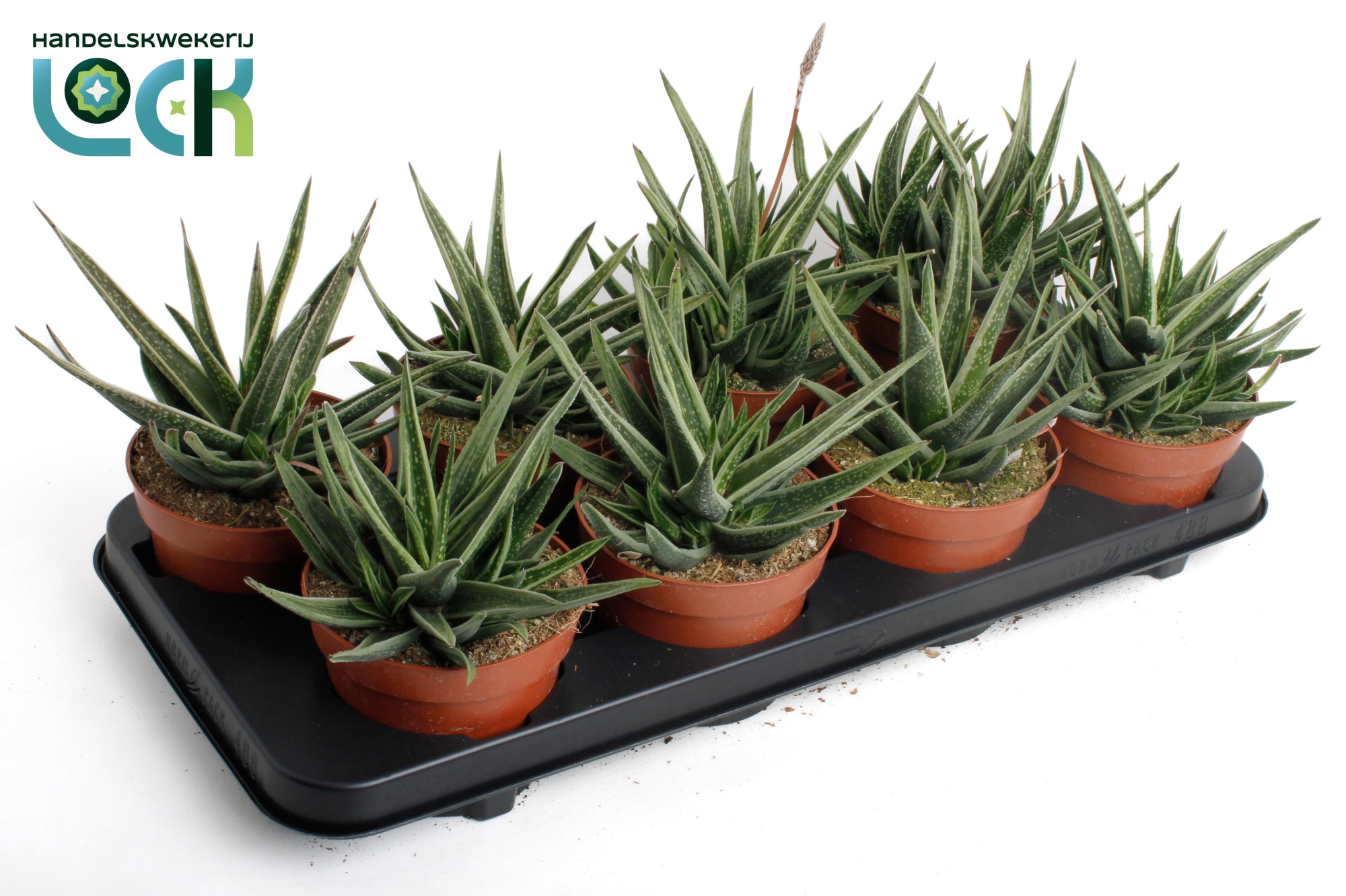 Gasteria Doreen, D 12