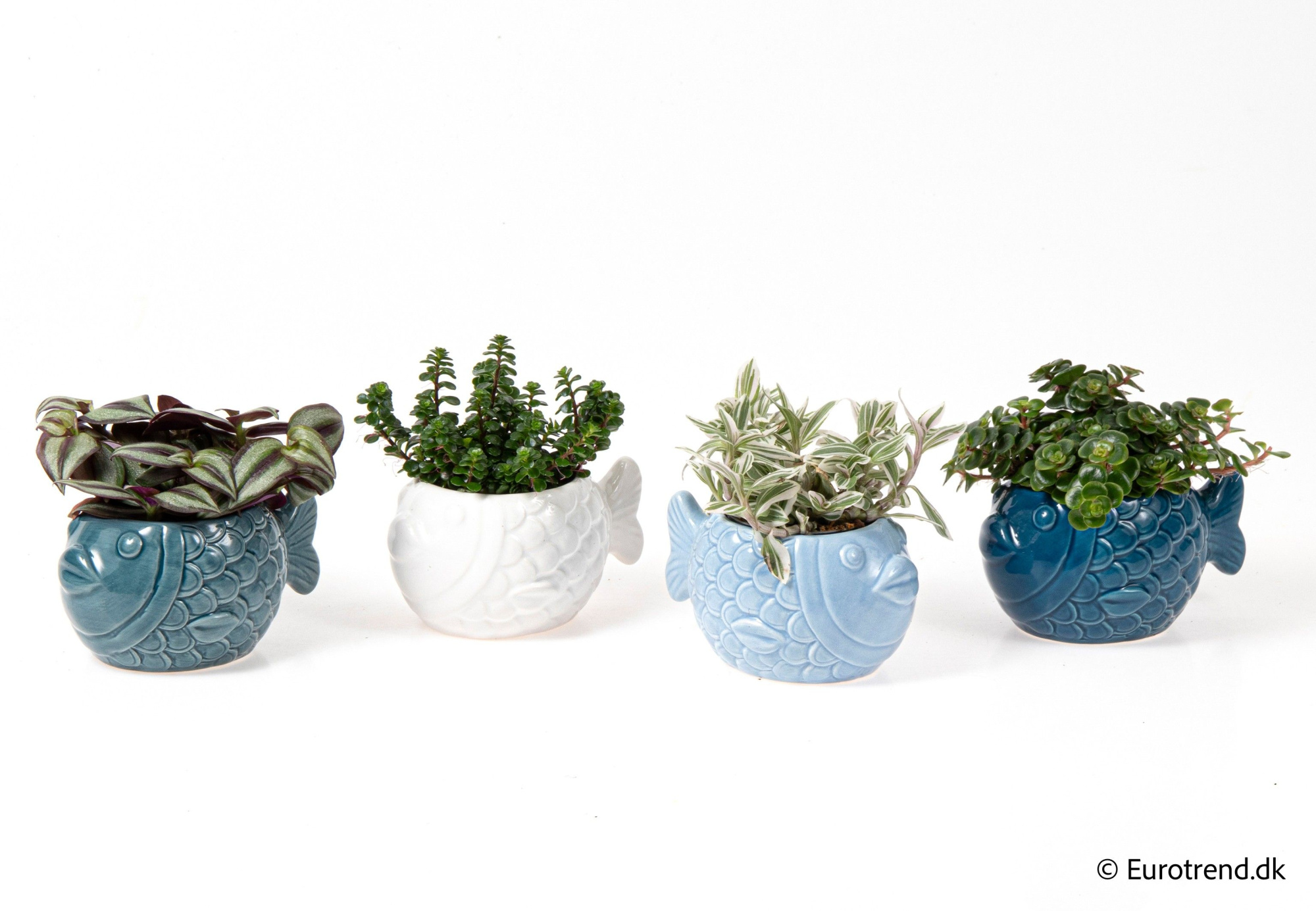 Green mix in fish ceramic - Spring, Summer & Autumn 2025, D 6 cm