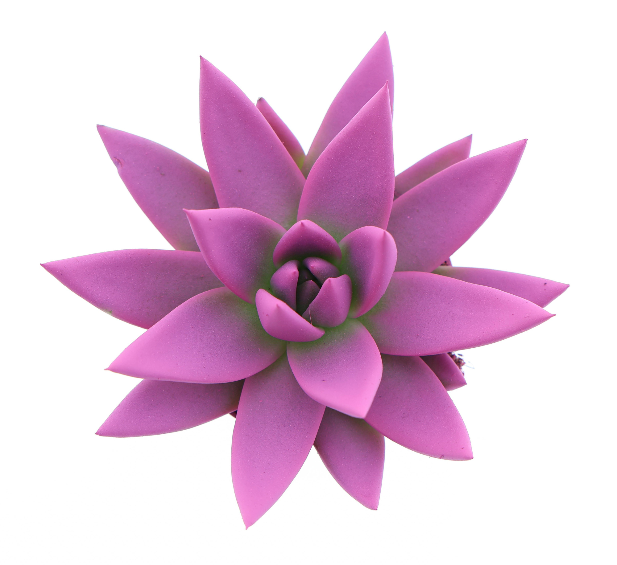 Rainbow cerise 246, D 6 cm