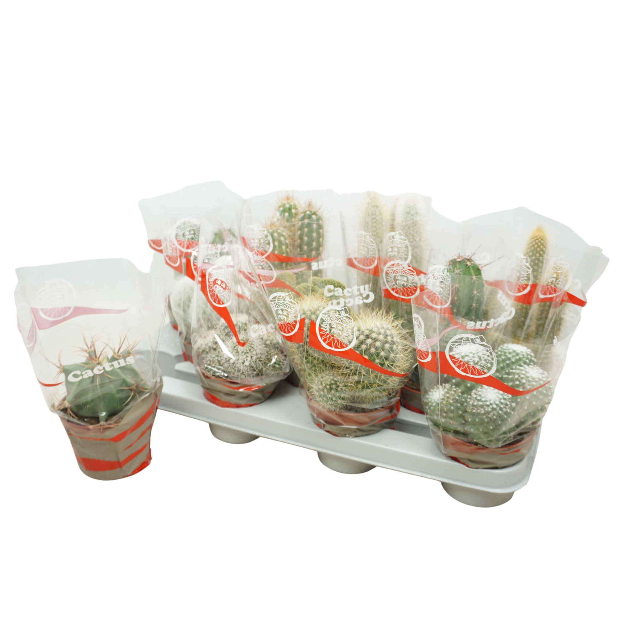 Cactus mix 10,5 cm in cactus hoes, D 10,5 cm