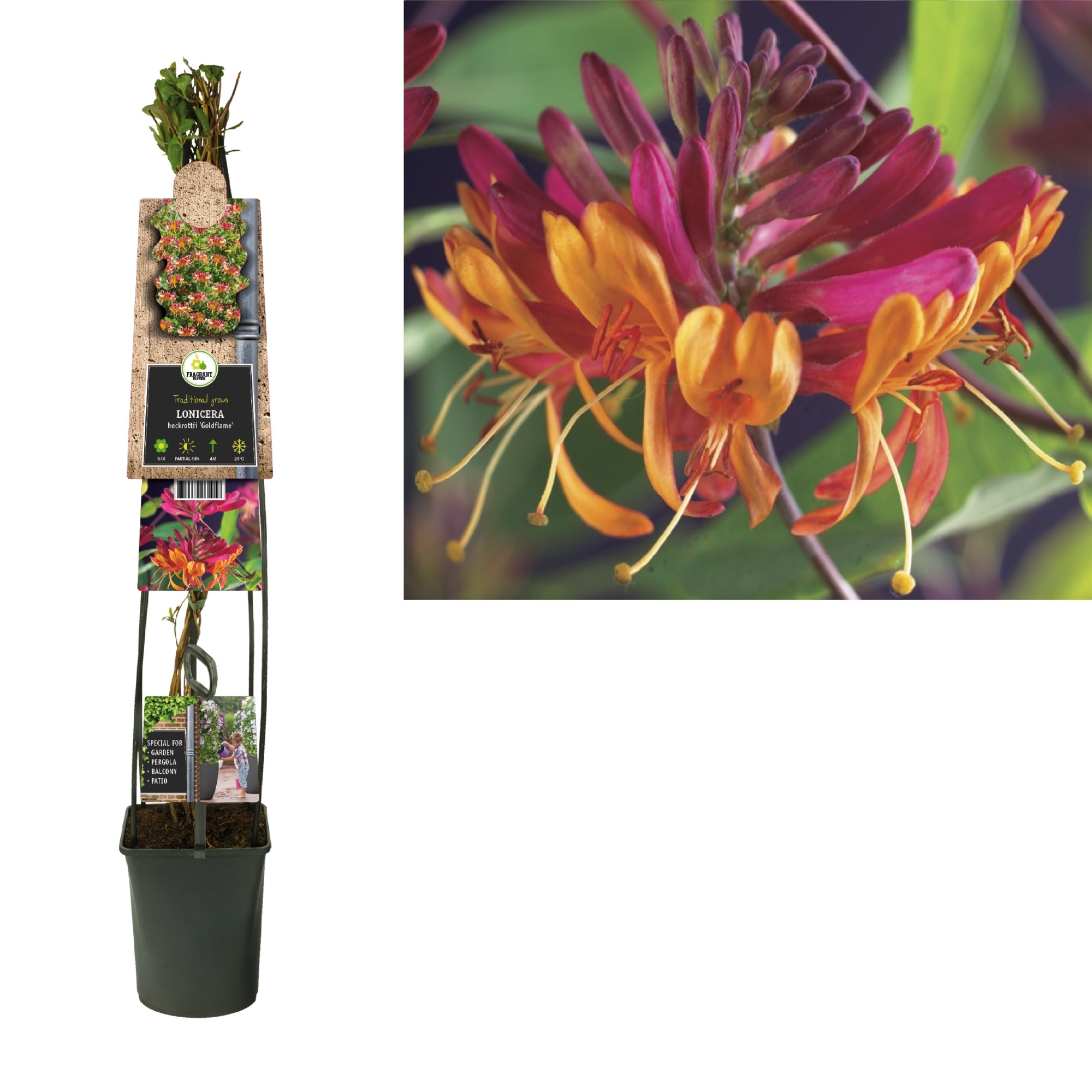 Lonicera heckrottii 'Goldflame' +3.0 label, D 23 cm
