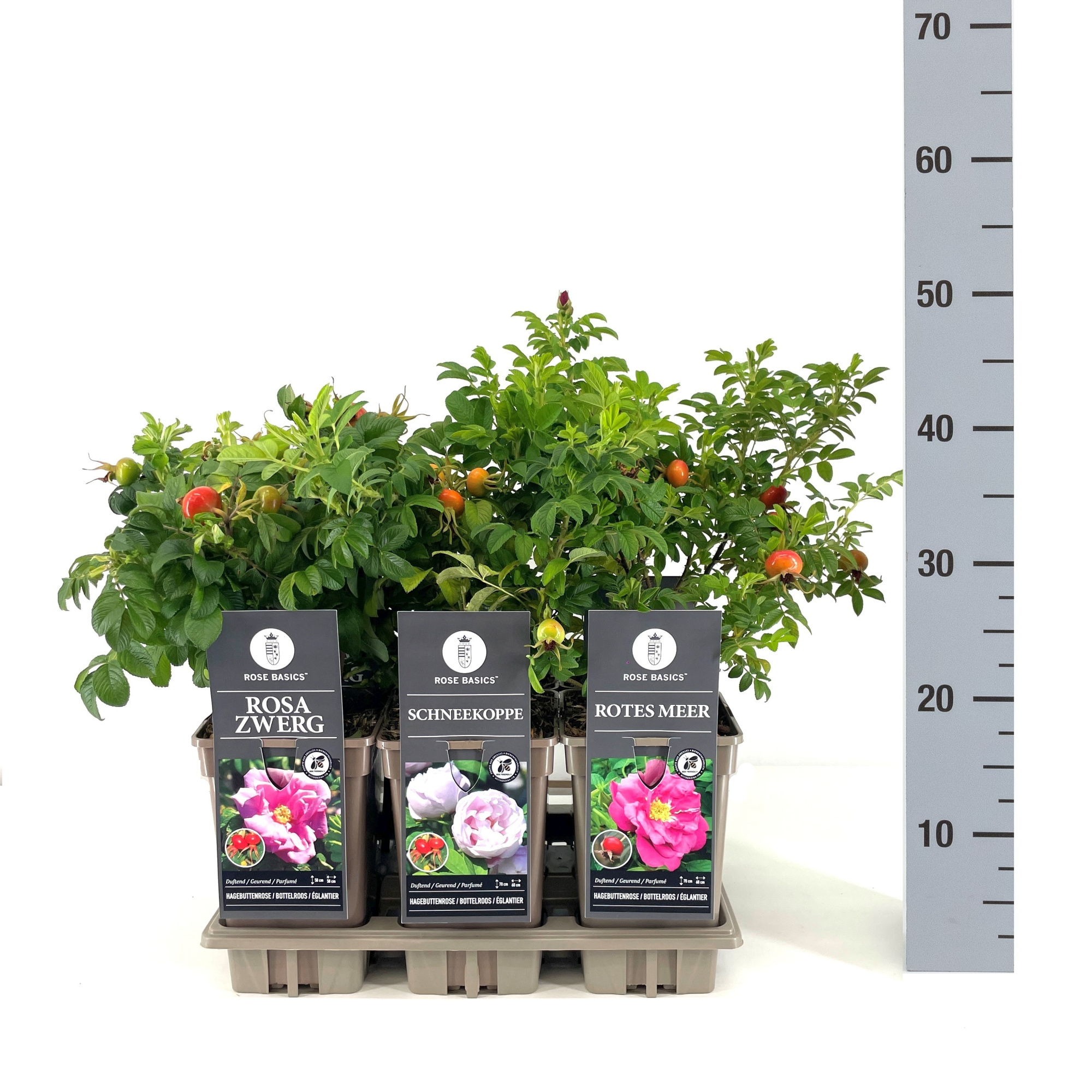 Rose Basics Rugosa (R) mix, C3, D 17 cm