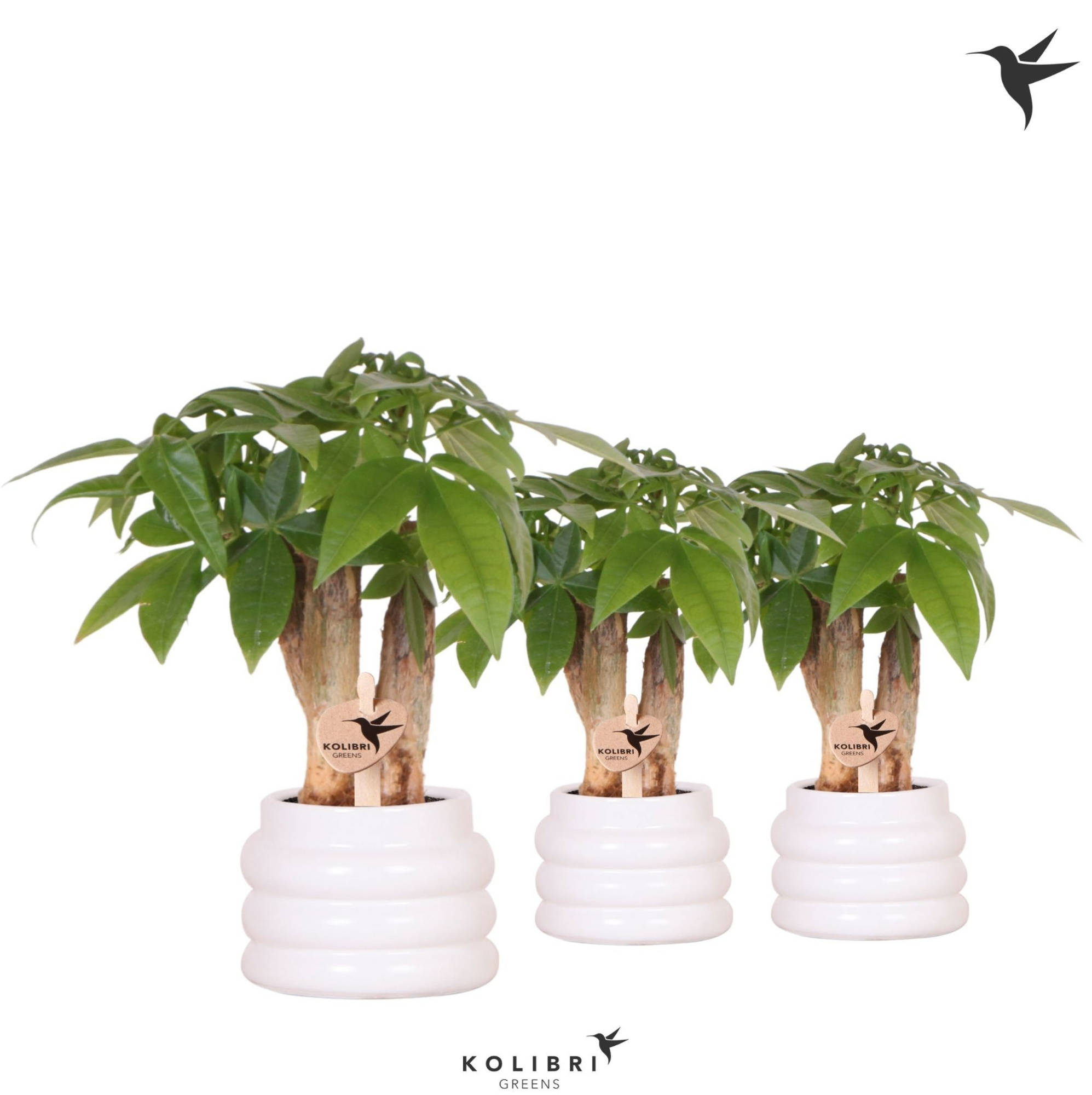 Kolibri Greens Pachira in Bubble pot white, D 6