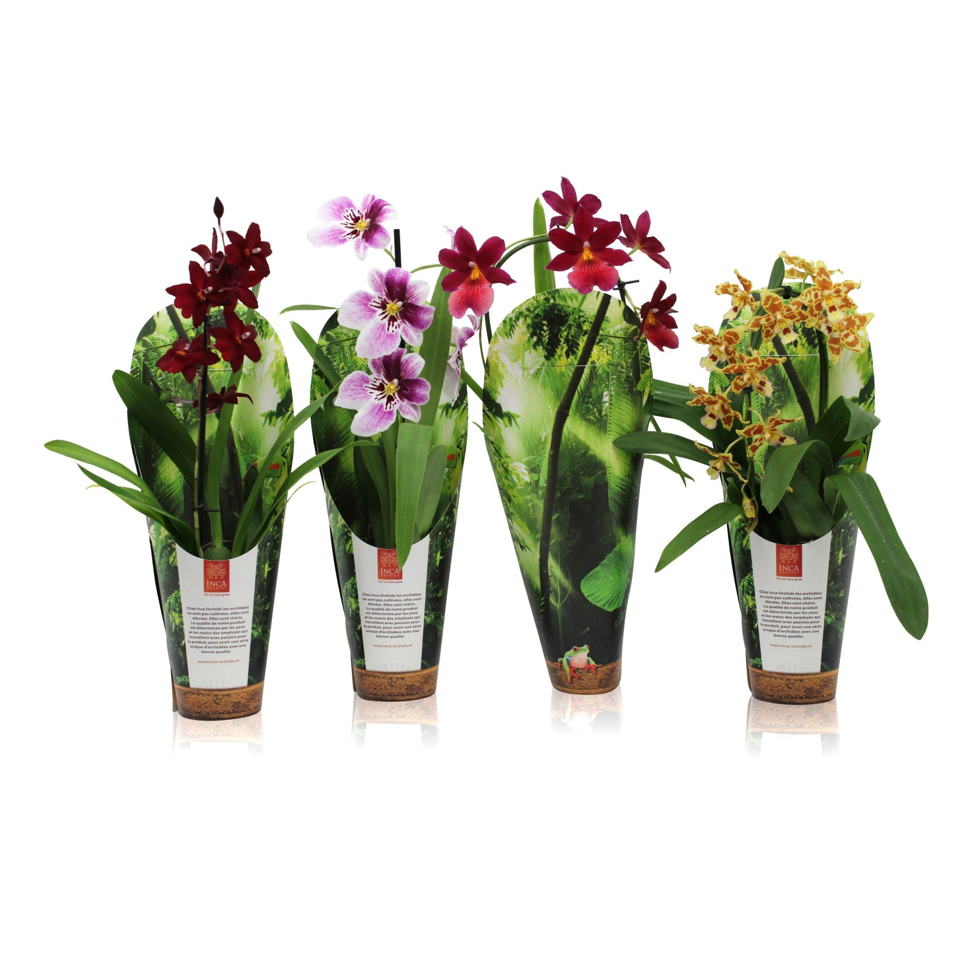 Inca Orchid mix 1 spike incl. Cascade 9cm in luxury jungle cover, D 9 cm