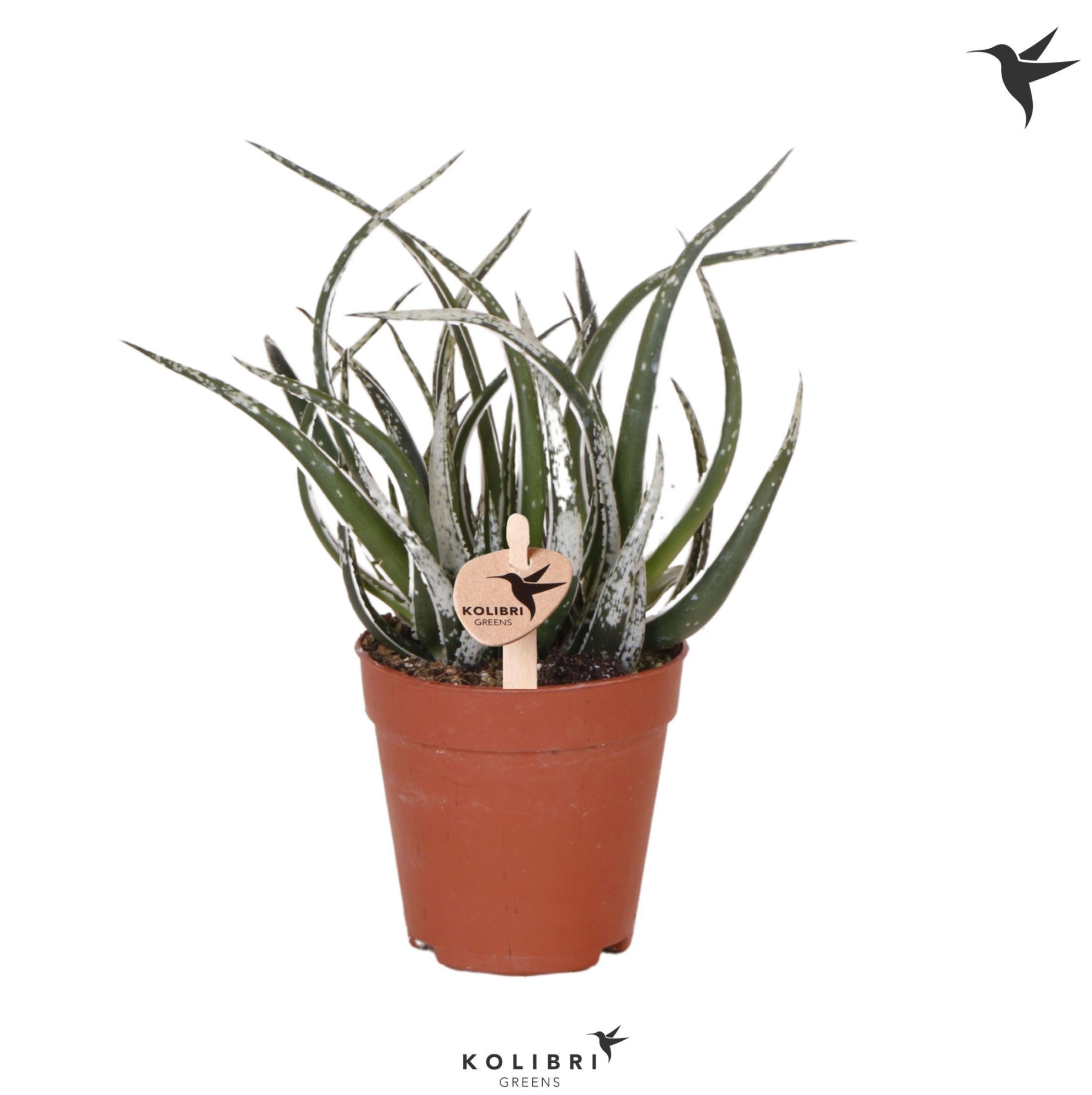 Kolibri Greens Succulenten Aloë Maidu, D 9