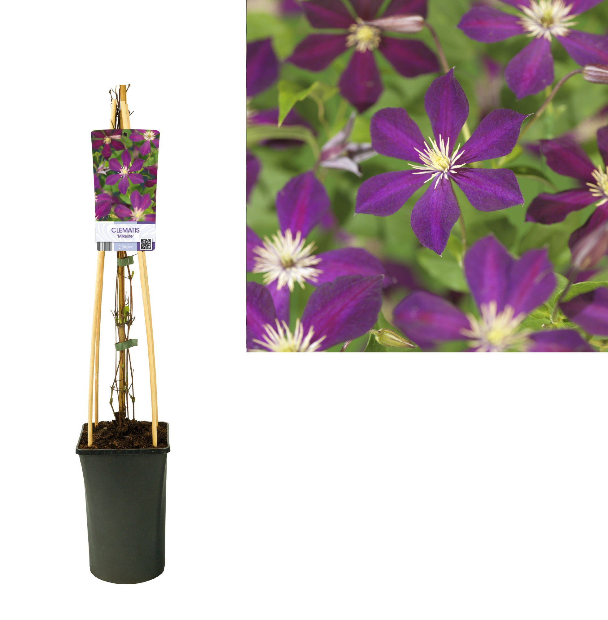 Clematis 'Mikelite' +light label, D 17 cm