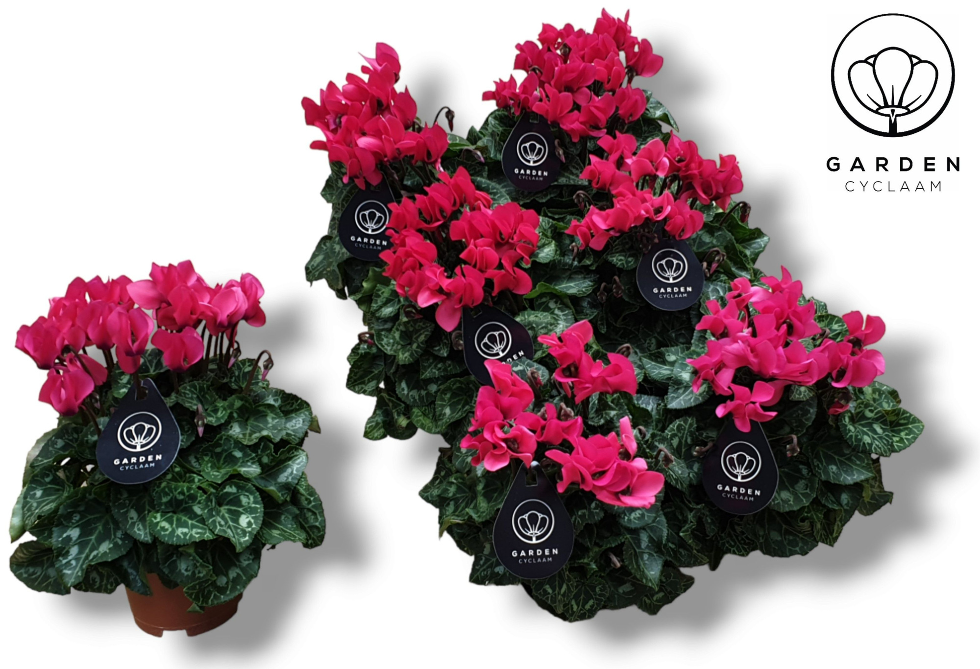 Cyclamen GARDEN ROZE, D 10,5