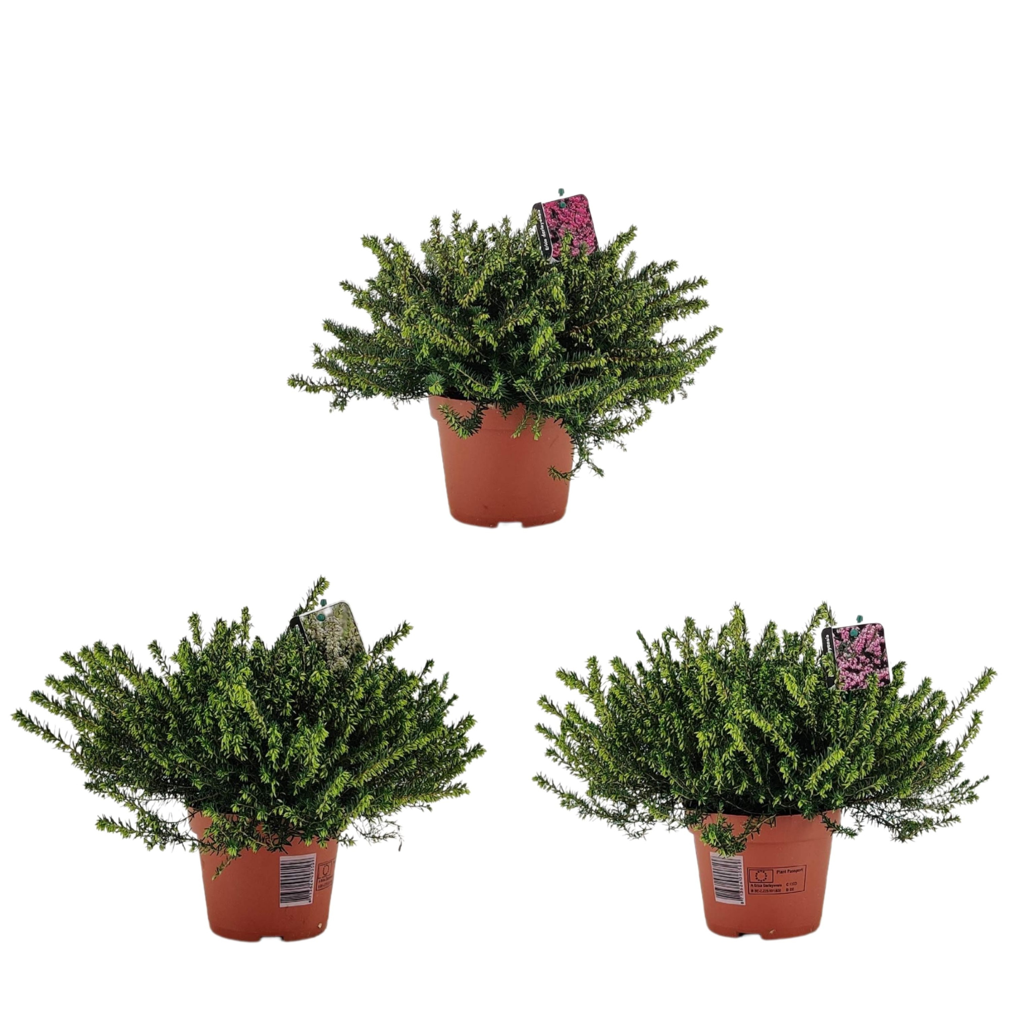 Erica Darleyensis P13 'mix', D 13 cm