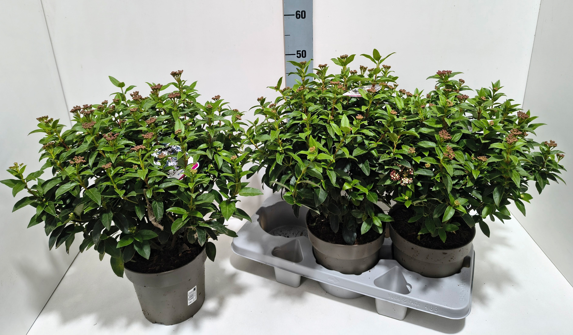 Viburnum tinus 19T, D 19 cm