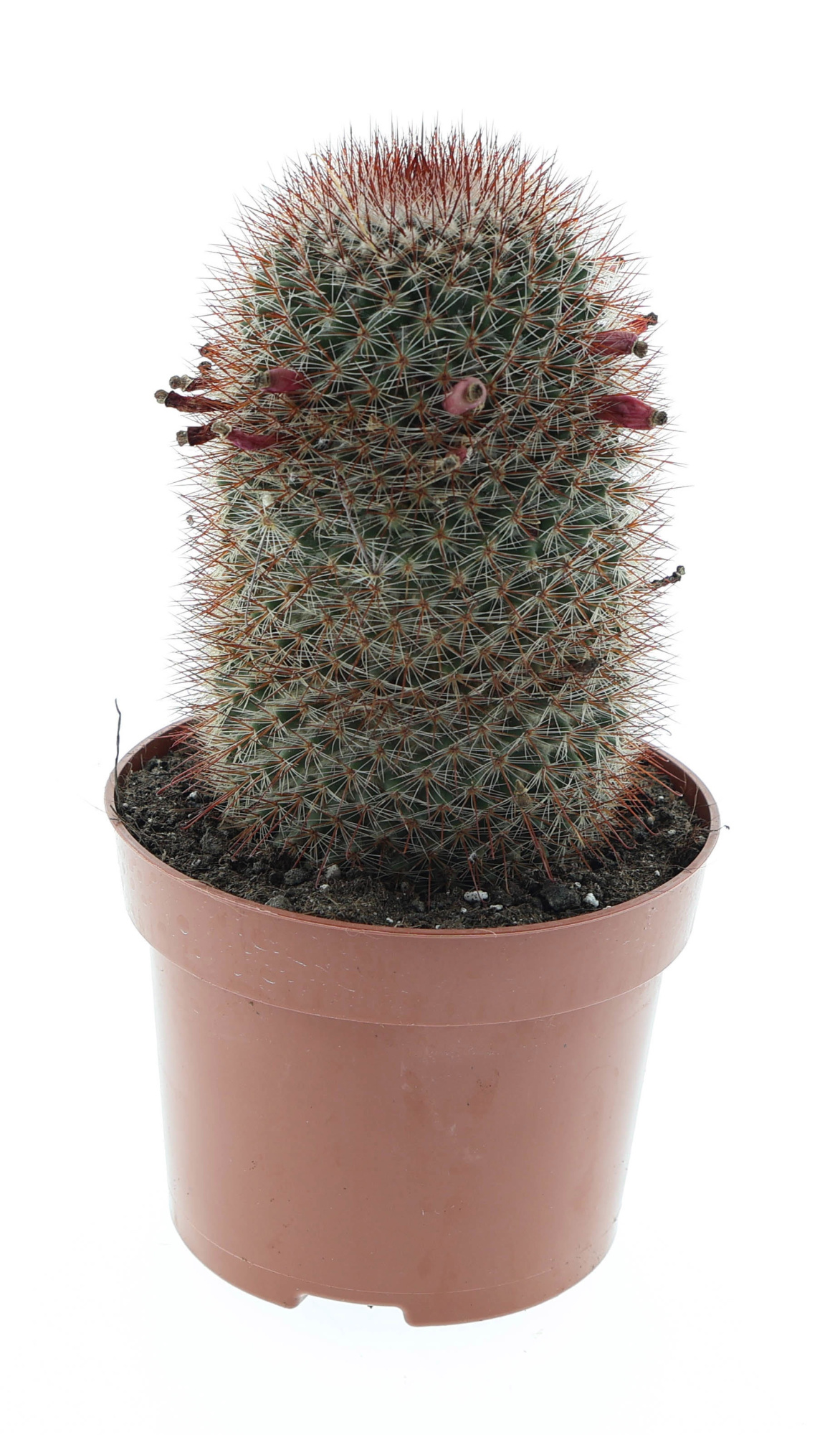 Mammillaria spinosissima E, D 12 cm