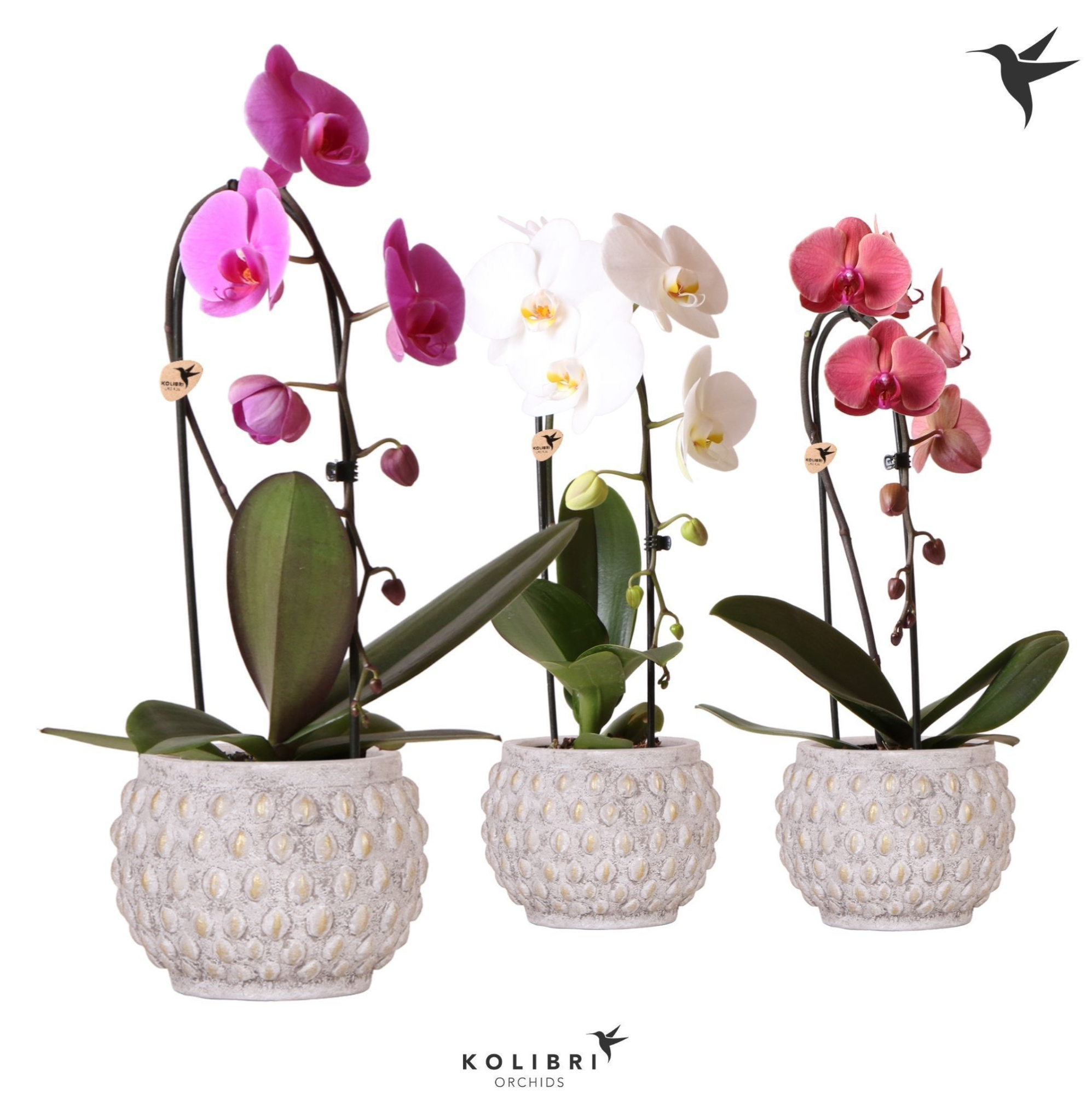 Kolibri Orchids Niagara fall 1spike mix in Marrakesh pot gold-copper, D 12