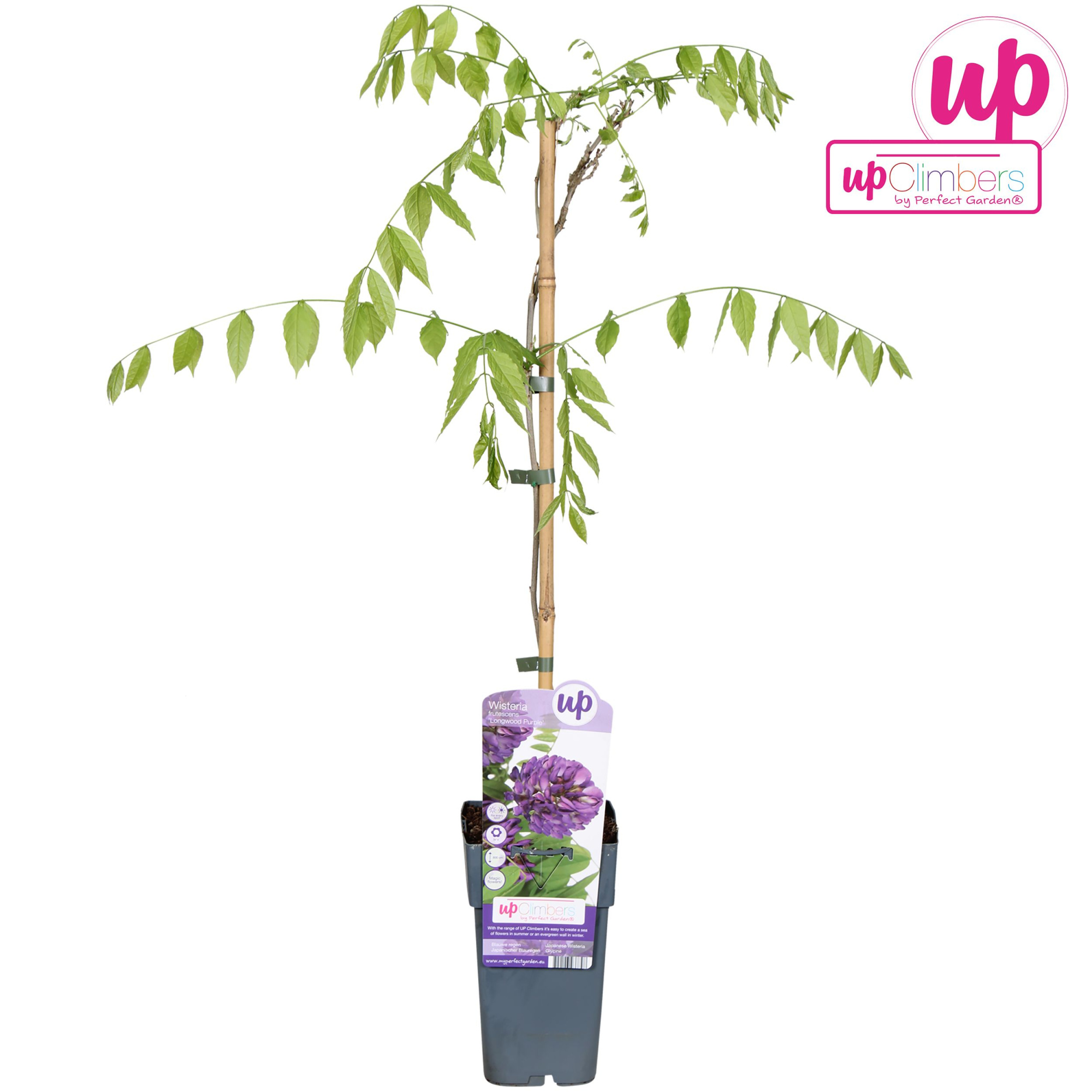 Wisteria frutescens 'Longwood Purple' P15, D 15 cm