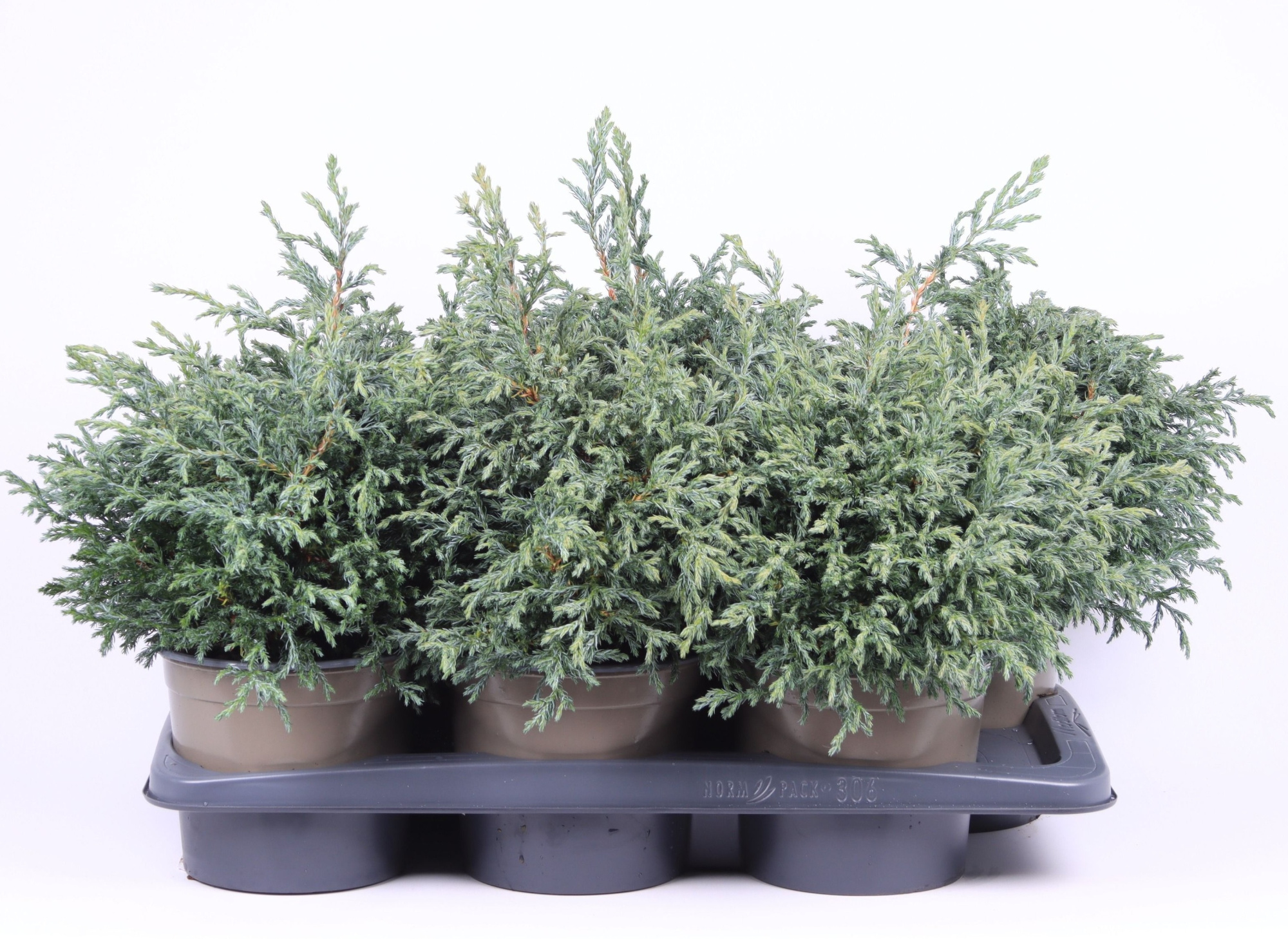 Chamaecyparis pisifera 'Baby Blue', D 17 cm