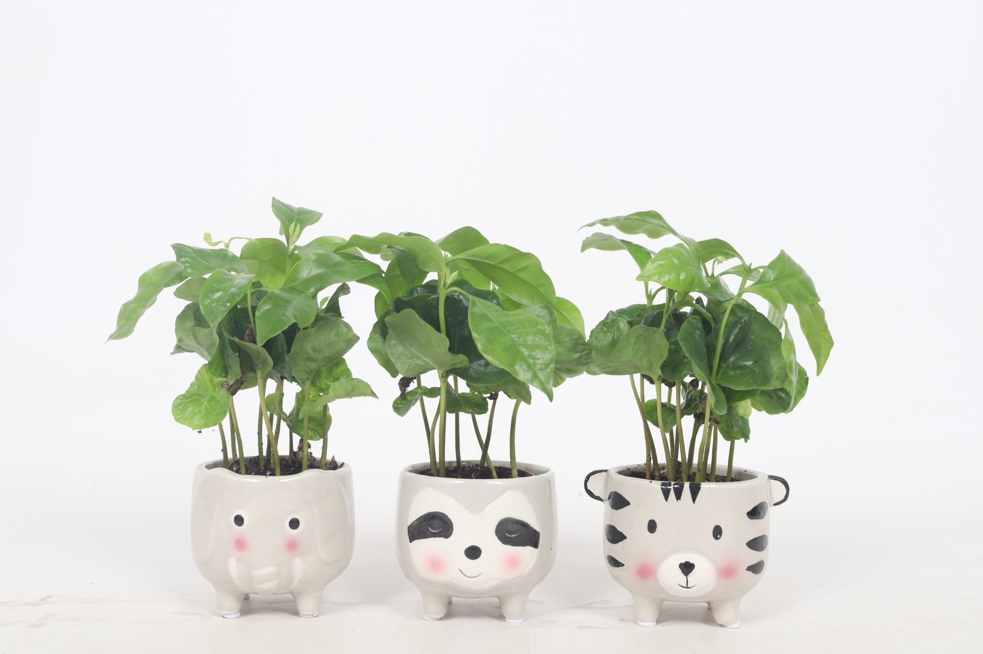 Coffea Arabica 6.5cm - Animal mix 7cm, D 6,5 cm