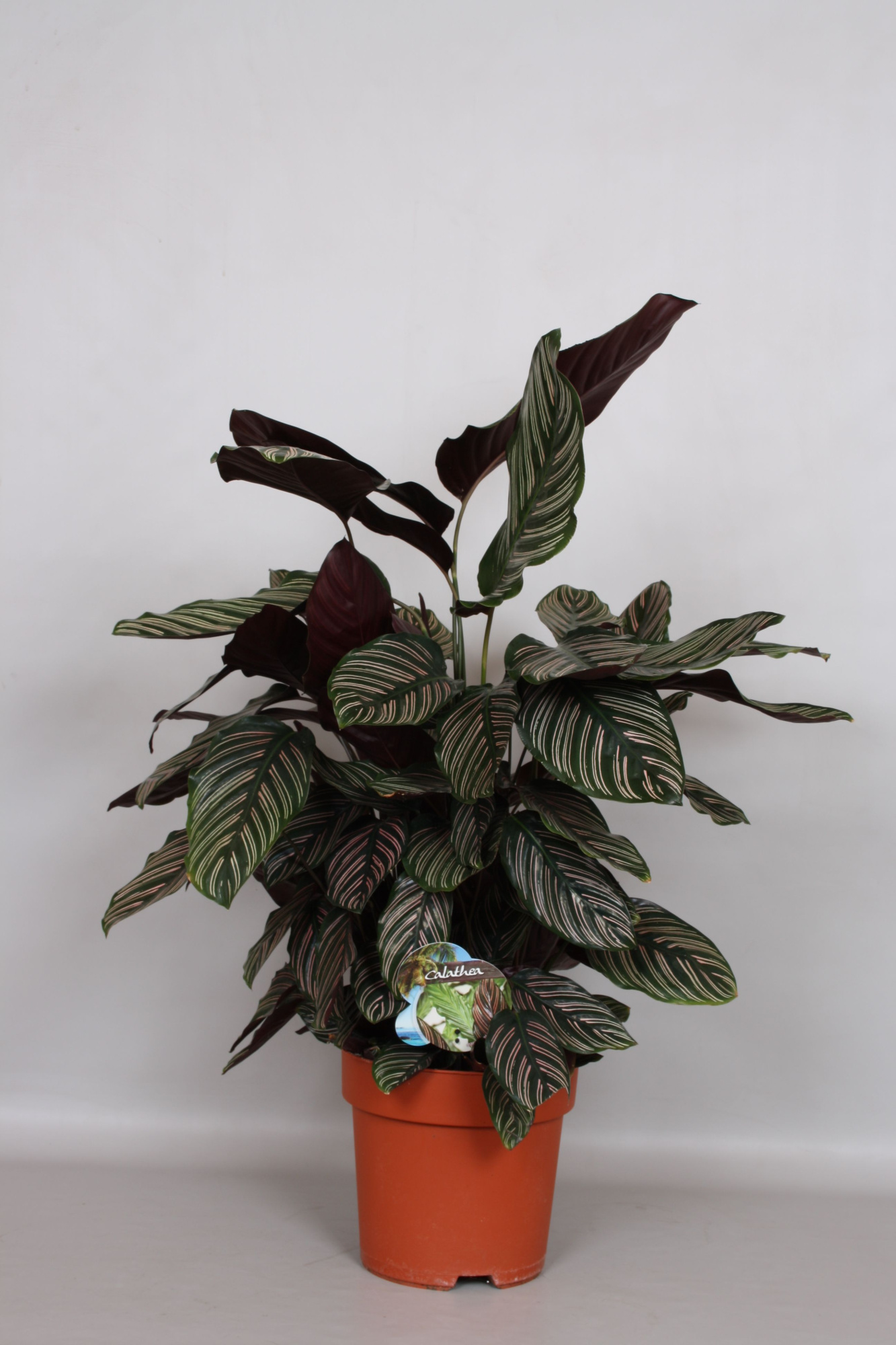 Calathea Ornata Sanderiana - Green4life, D 24 cm