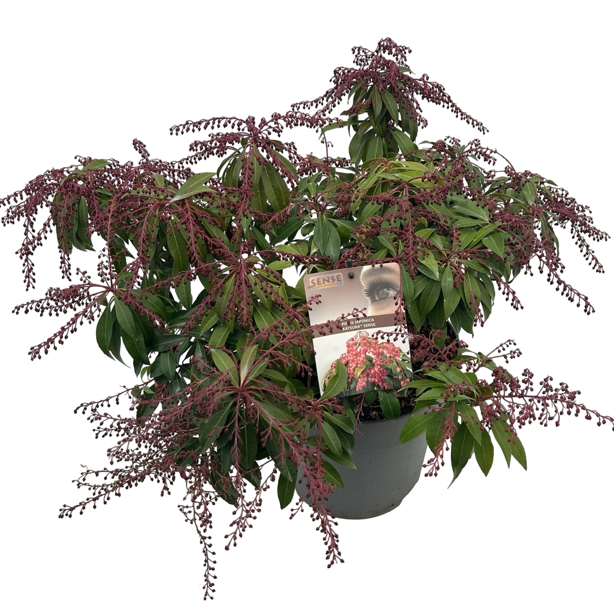 Pieris jap. 'Katsura' sense, D 27