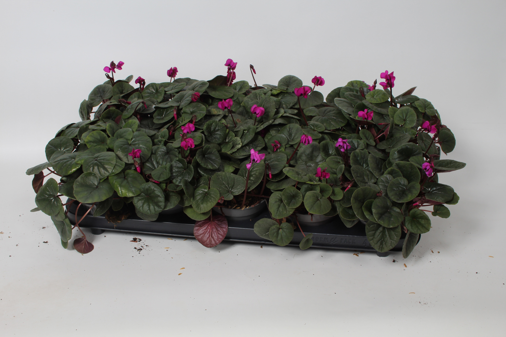 Cyclamen coum Paars donker blad p10,5, D 10,5