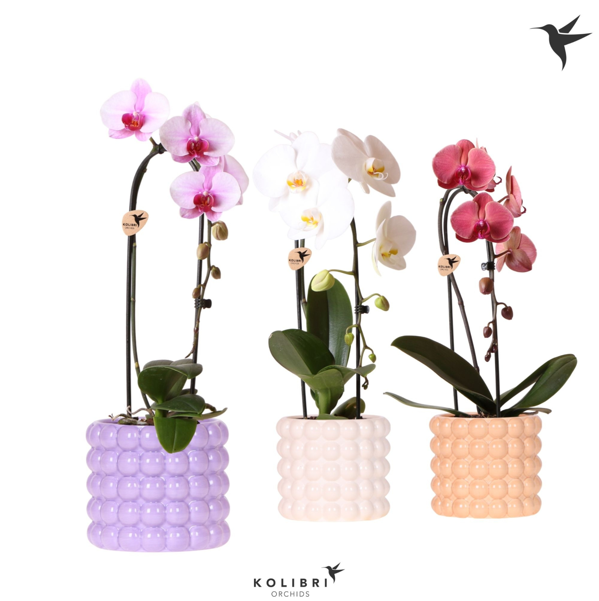 Kolibri Orchids Cascade Niagara Fall mix 1 spike in Poppy pot mix, D 12 cm