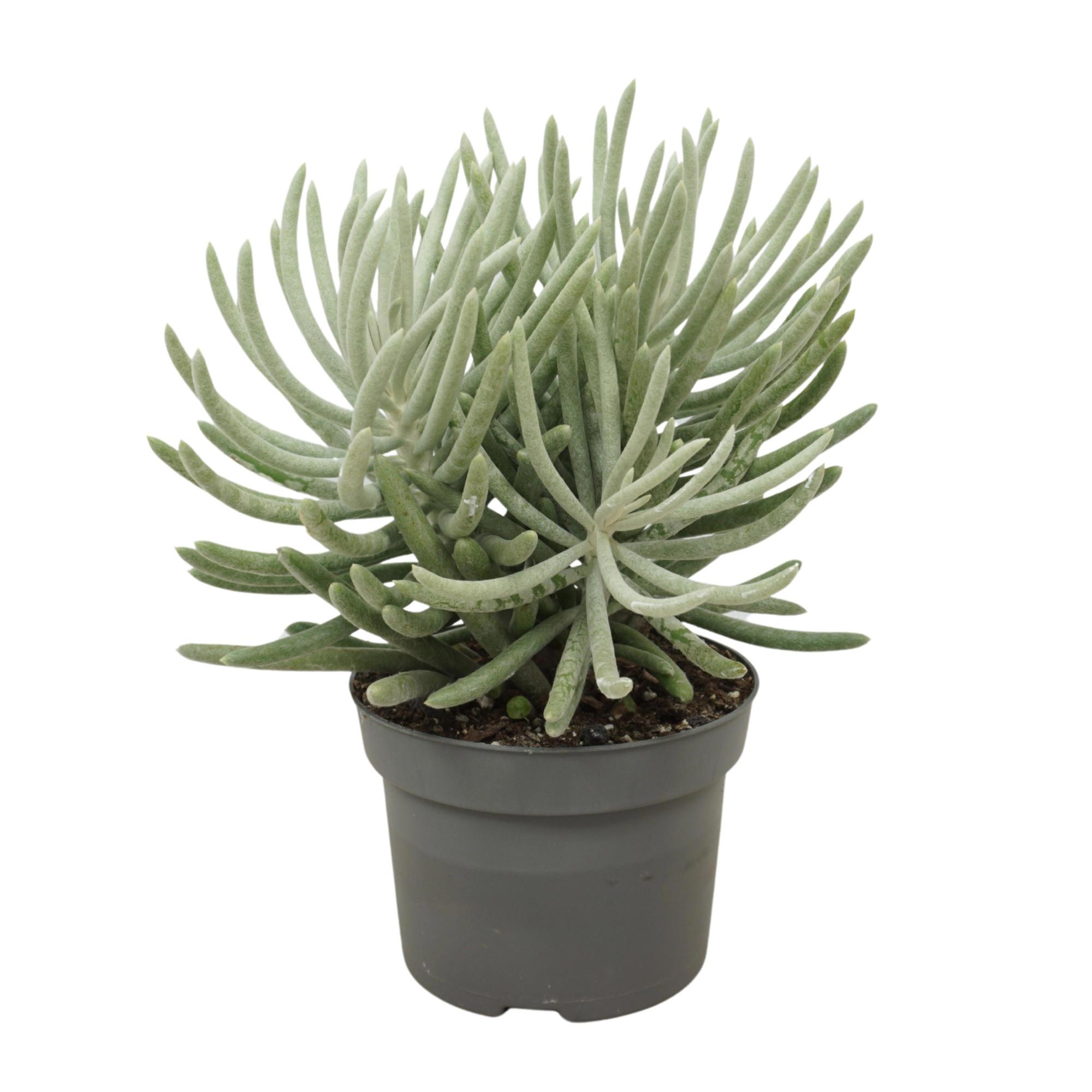 Senecio scaposus 13 cm, D 13