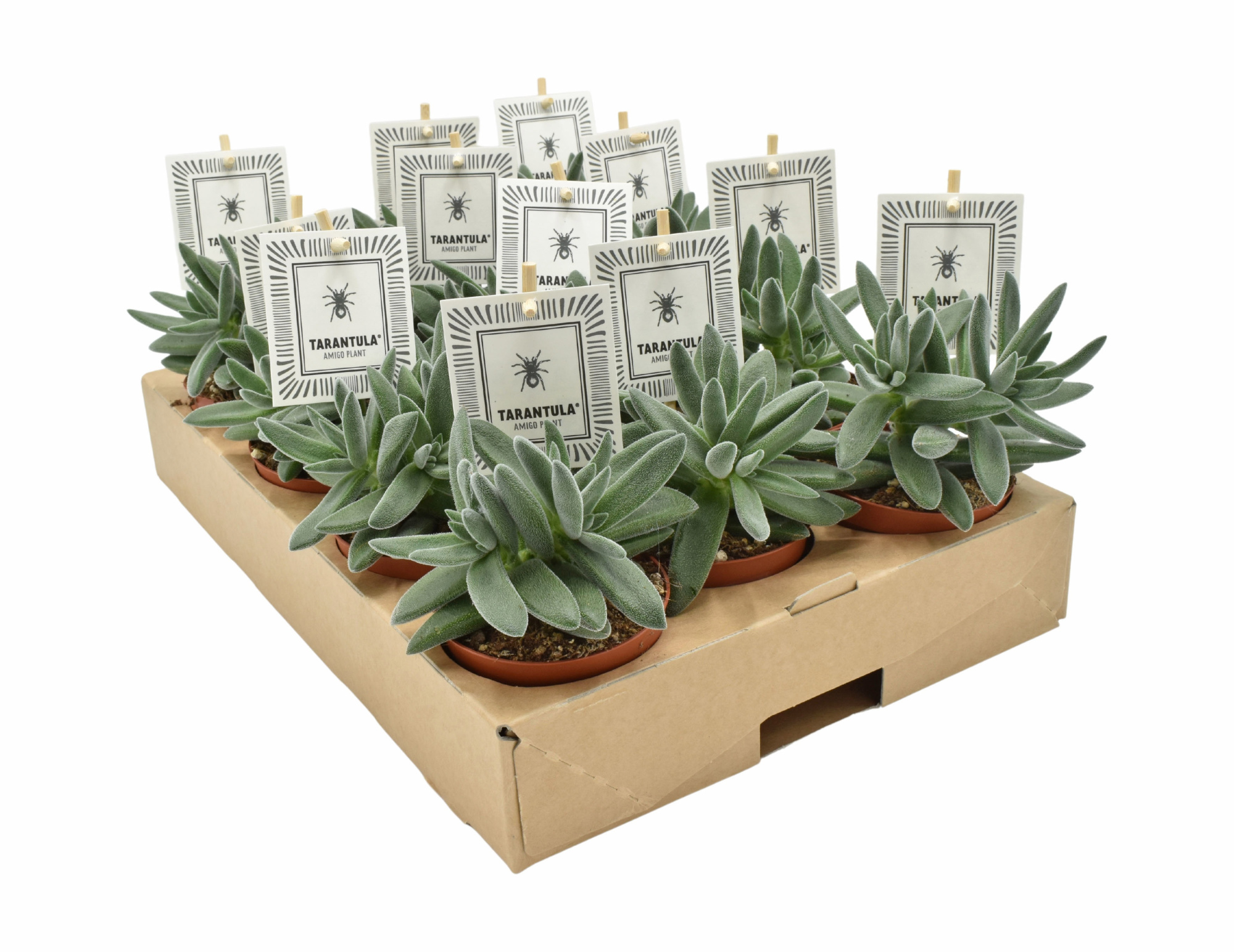 Crassula TARANTULA®, D 8,5 cm