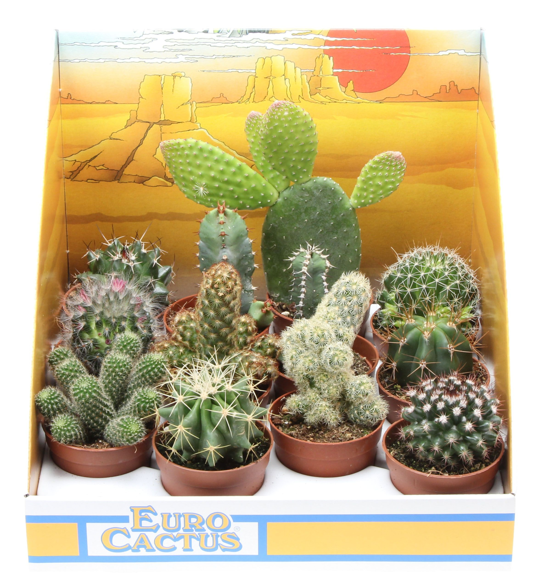 Cactus mix in showdoos, D 6,5 cm