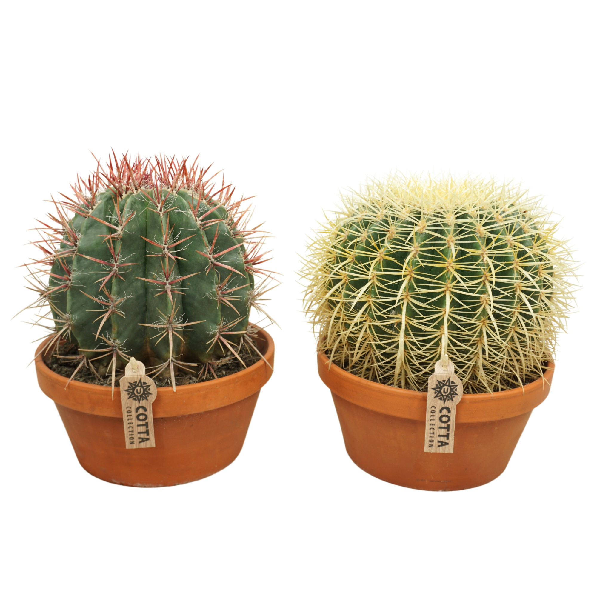 Bolcactus mix 23 cm, D 23 cm