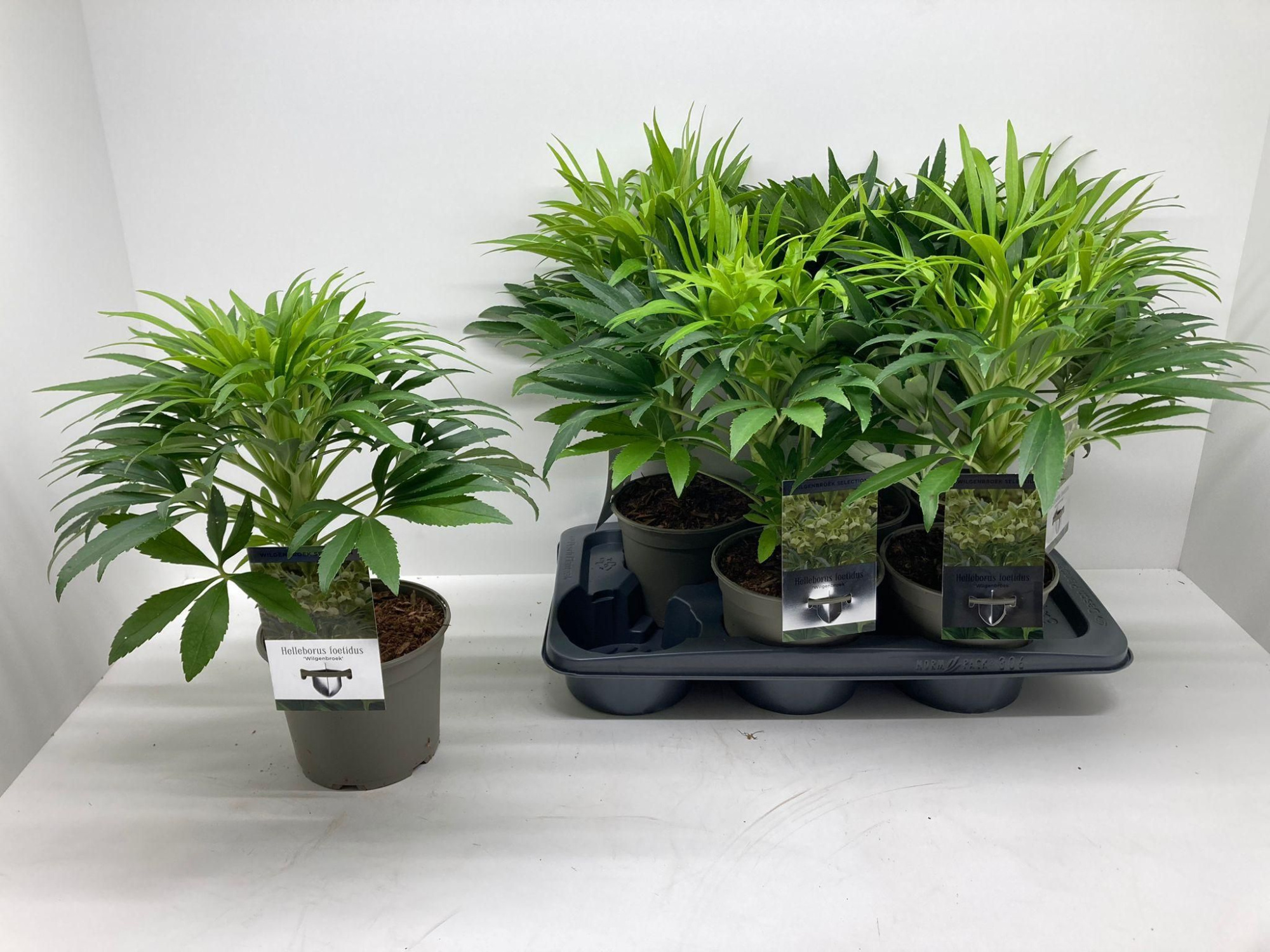 Helleborus foetidus 'Wilgenbroek yellow', D 17 cm