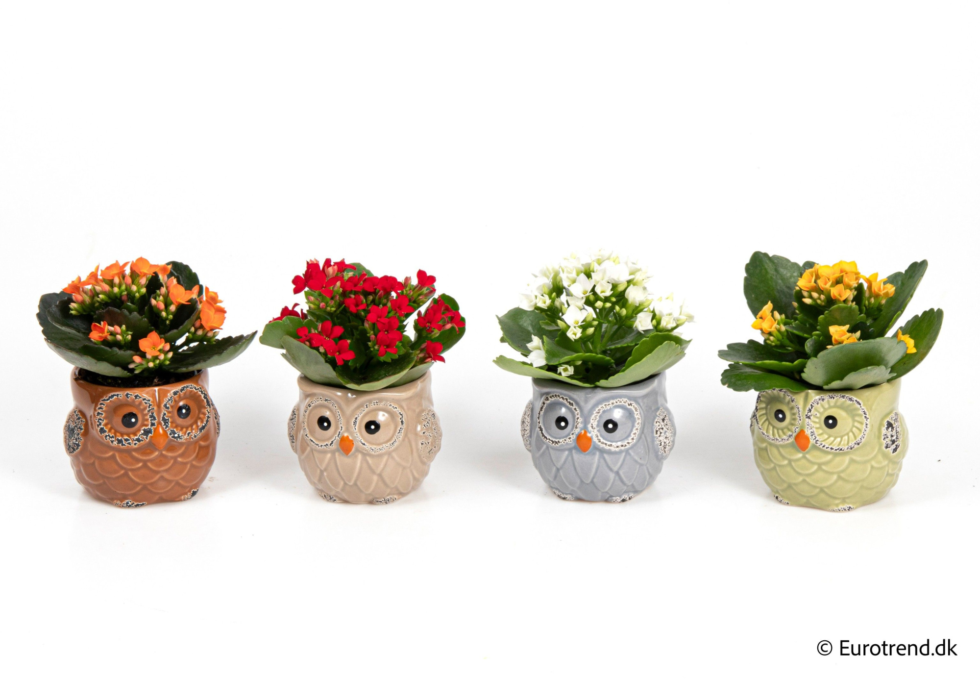 Kalanchoe in owl ceramic - Spring, Summer & Autumn 2025, D 6 cm