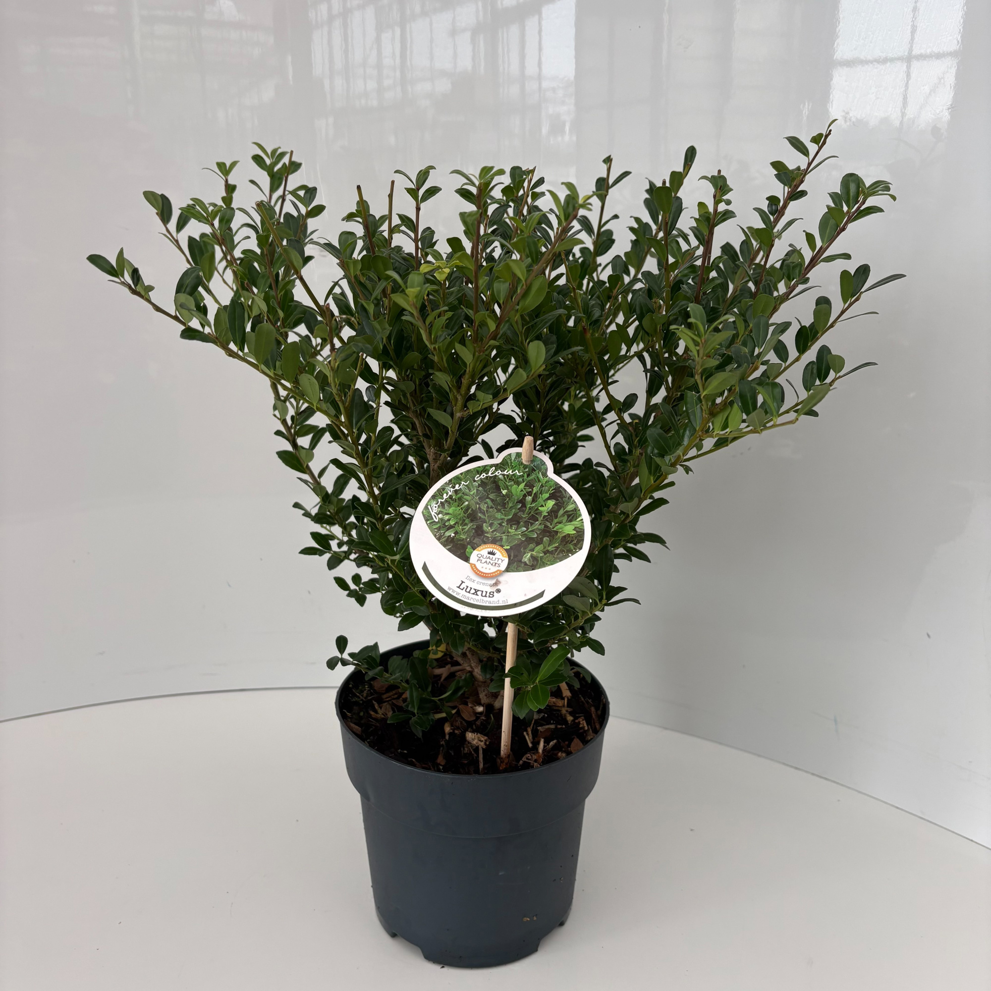 Ilex crenata Luxus® P17, D 17 cm