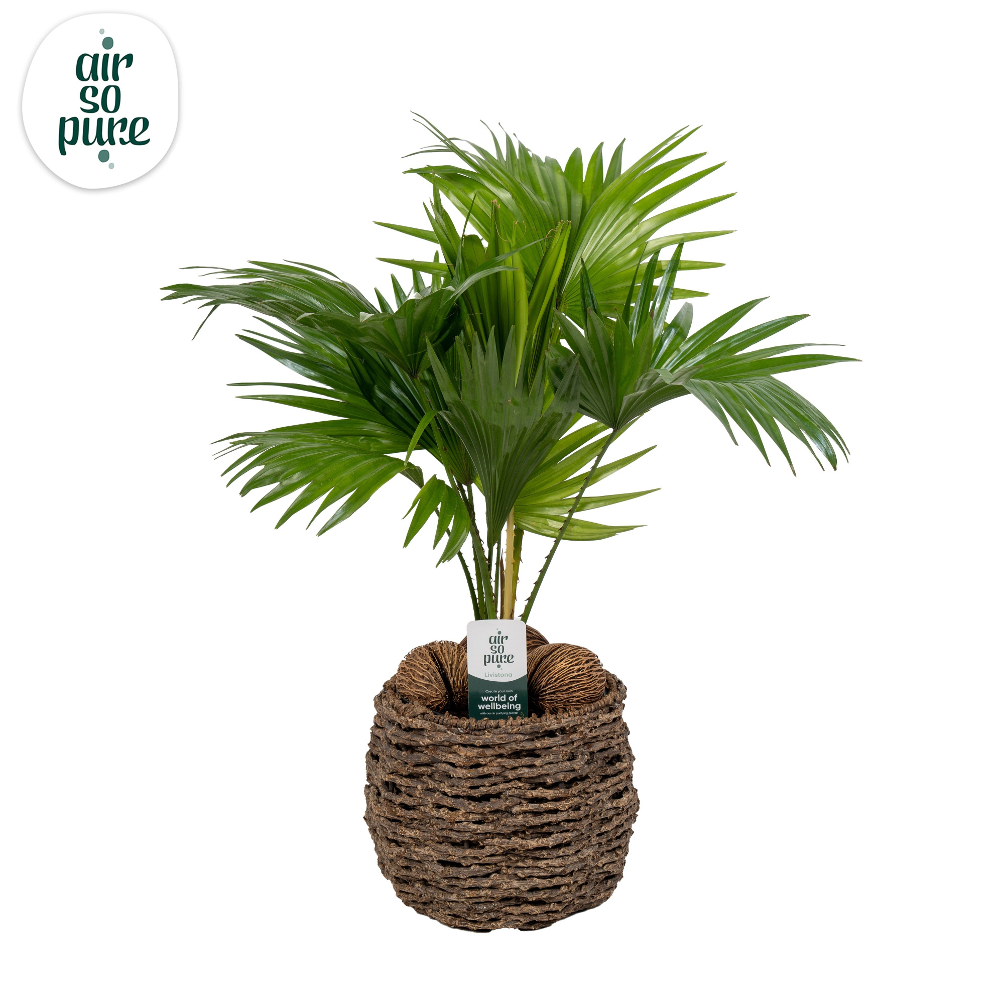 Livistona in gevlochten caryota pot ASP etike Air So Pure, D 19 cm