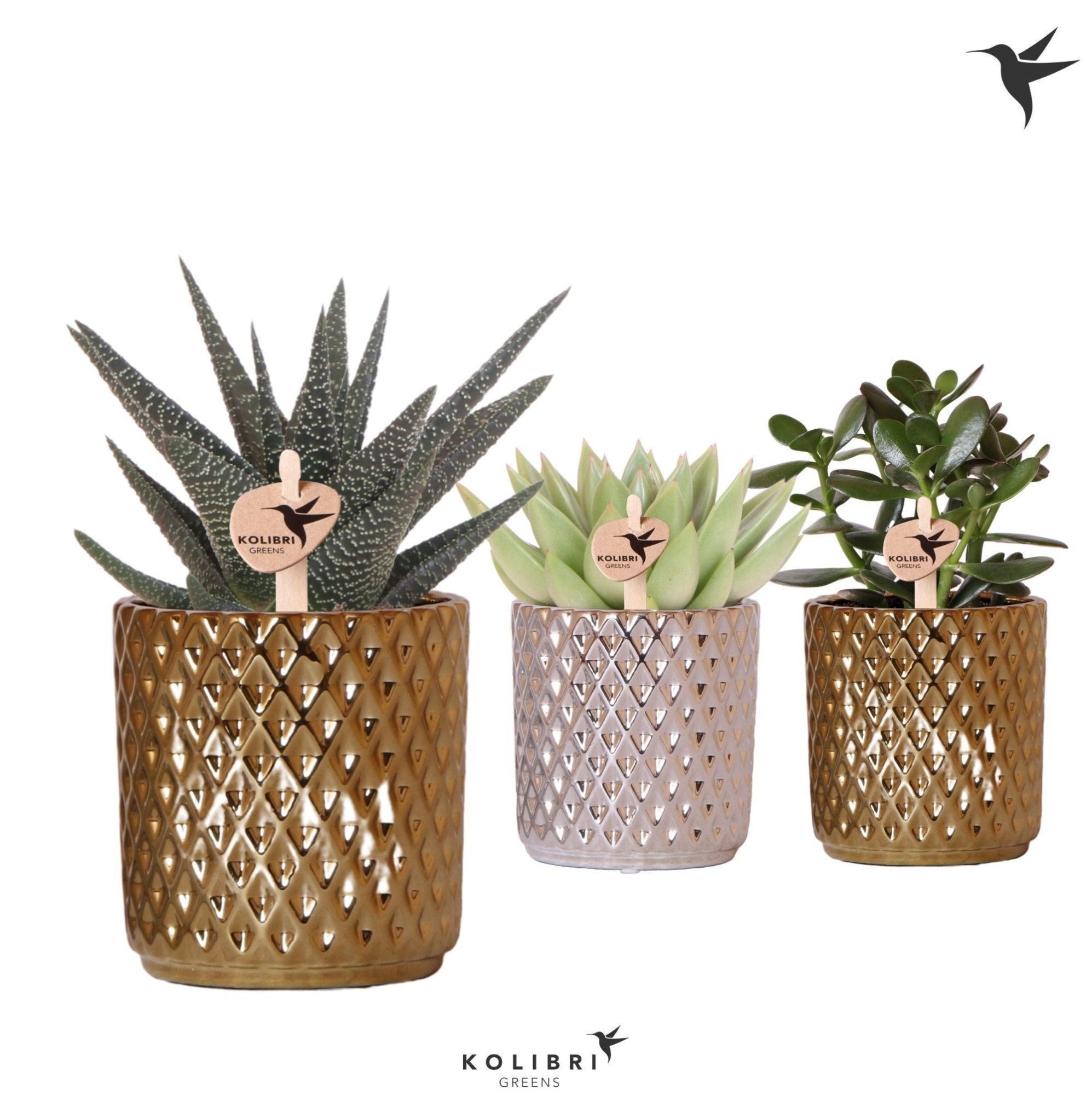 Kolibri Greens Succulenten mix in Diamond pot gold silver mix, D 9 cm