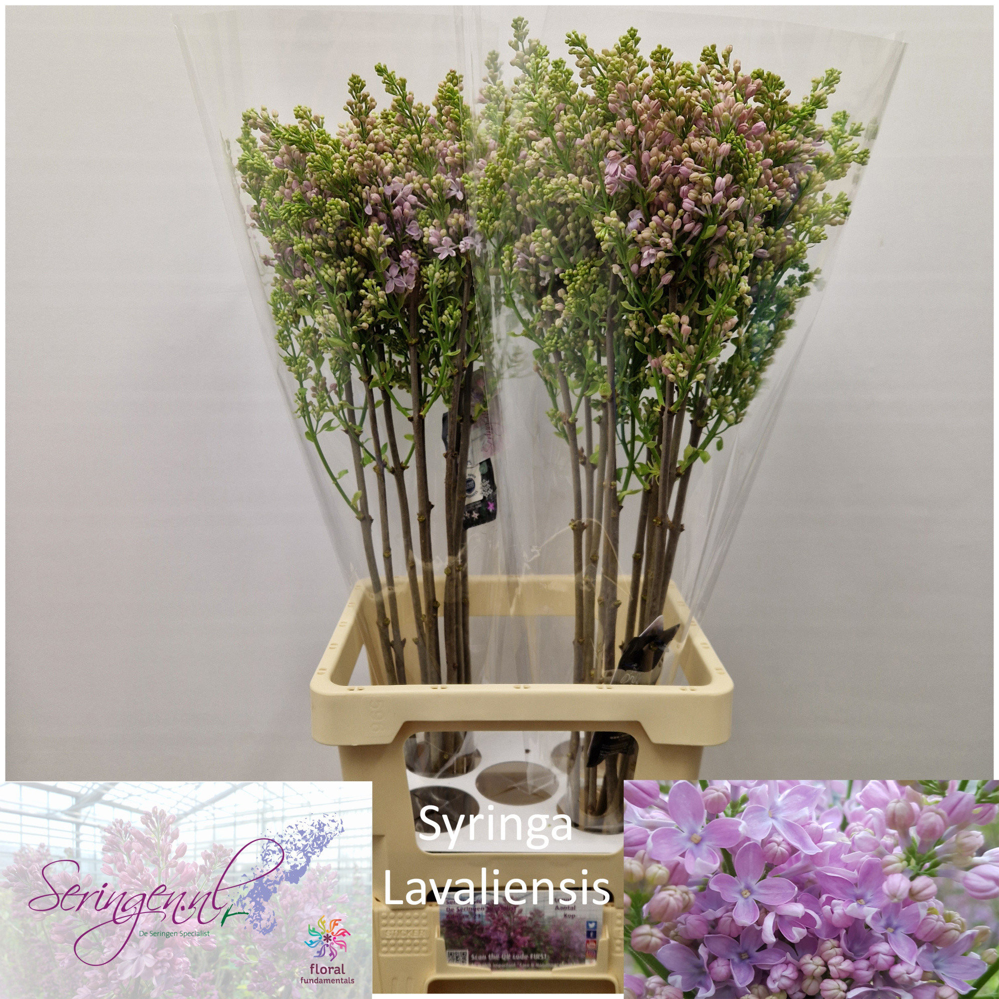 Сирень Лавалиенсис 80 (роз.), шт.