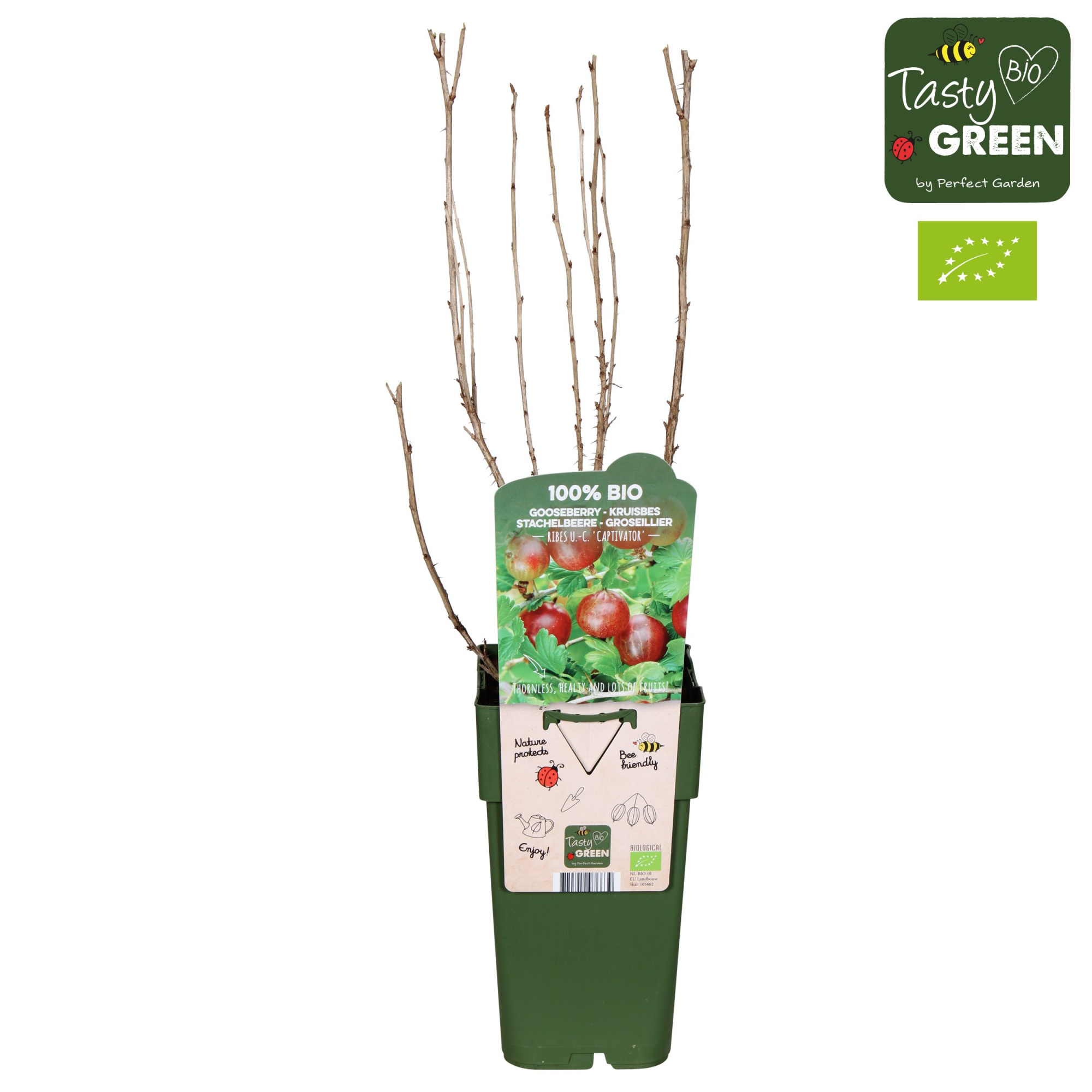 Ribes uva-crispa 'Captivator' Bio P15, D 15 cm