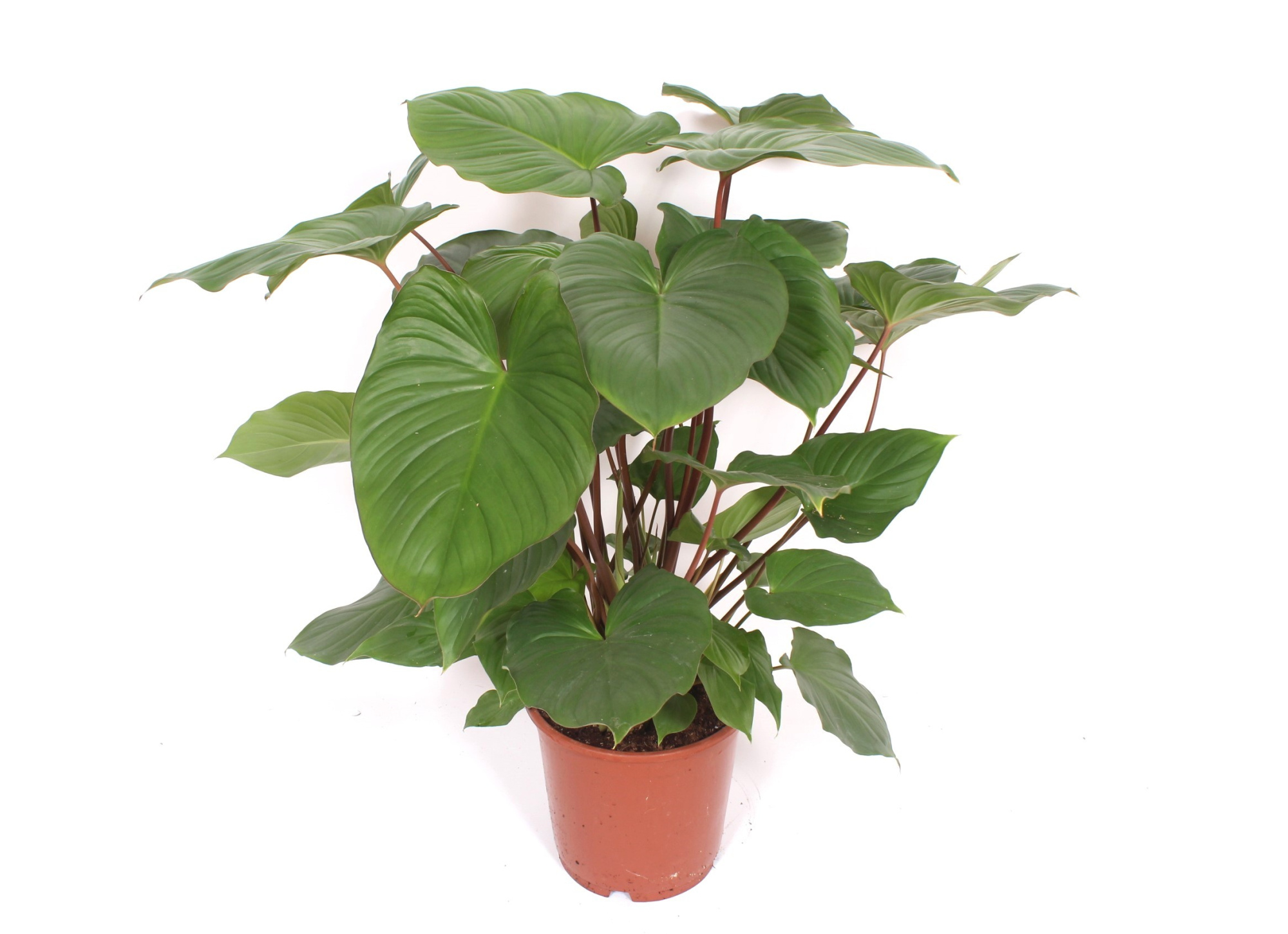 Homalomena rubescens Maggy, D 24