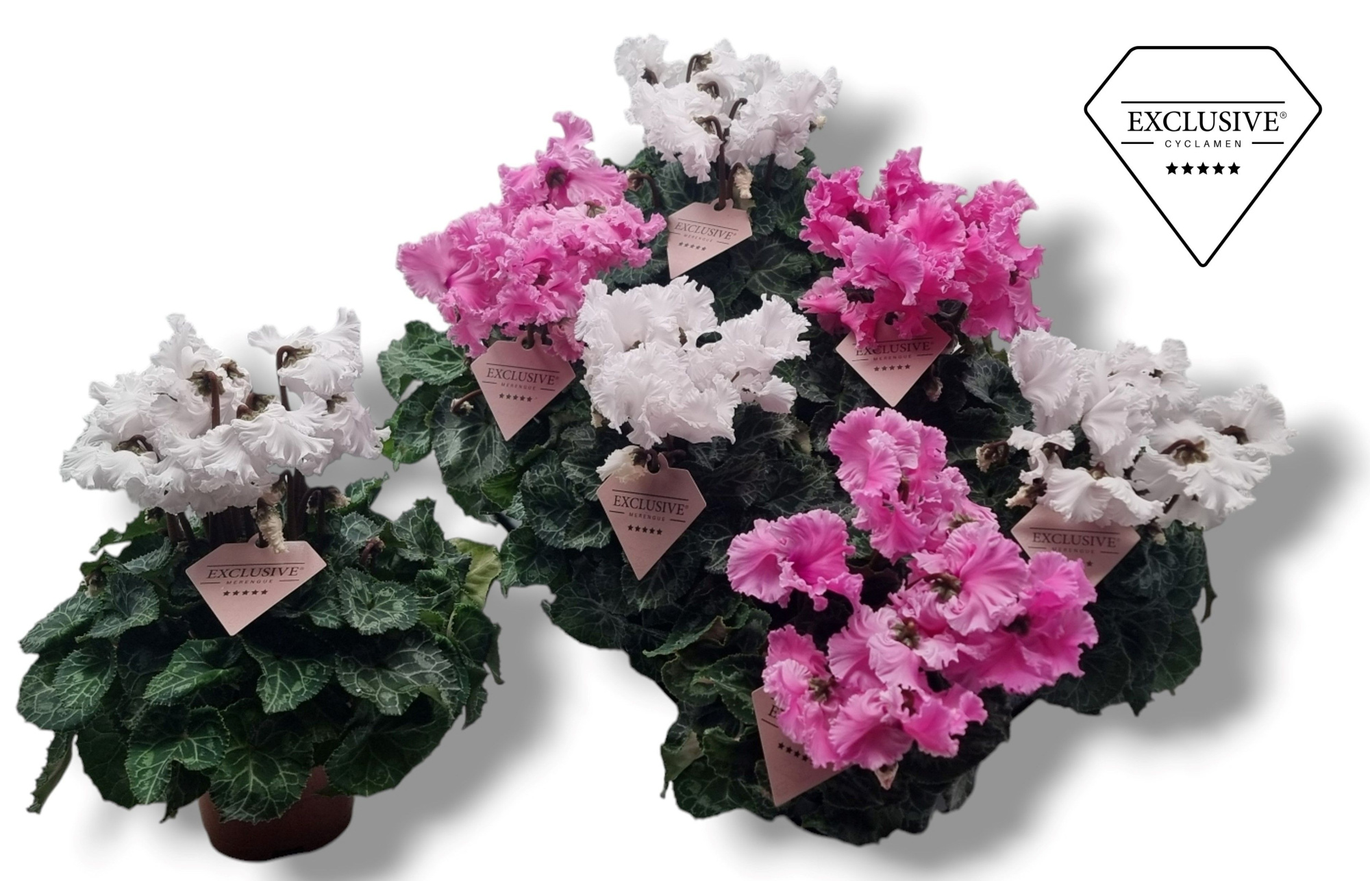 Cyclamen Exclusive® Merengue Roze Wit mix, D 10,5 cm