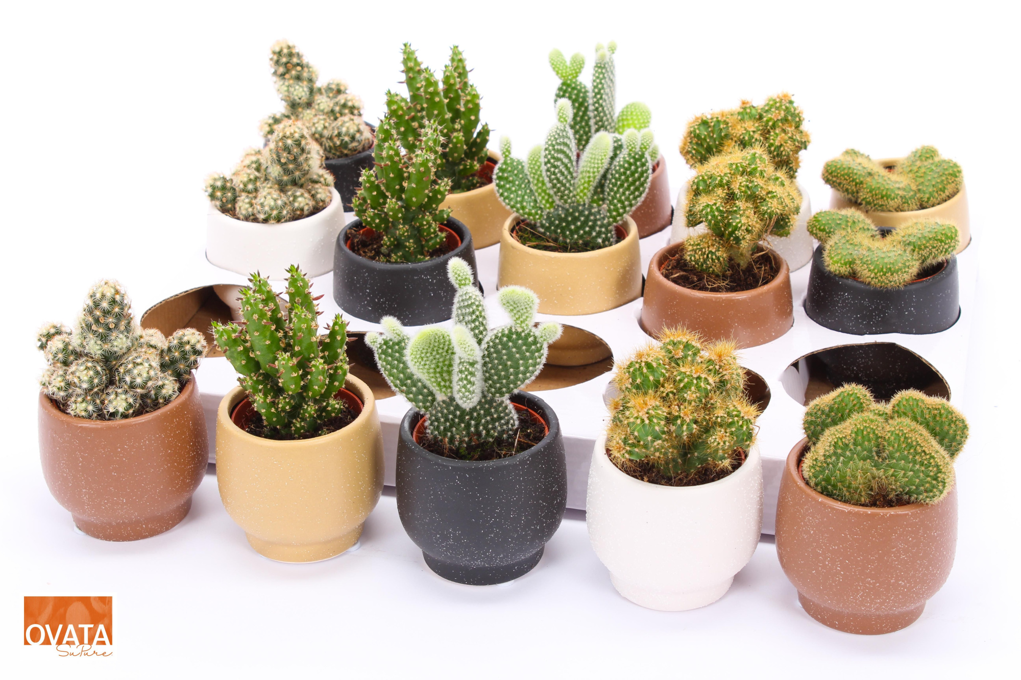 Cactus mix in Mumbai 7 spines, D 7 cm