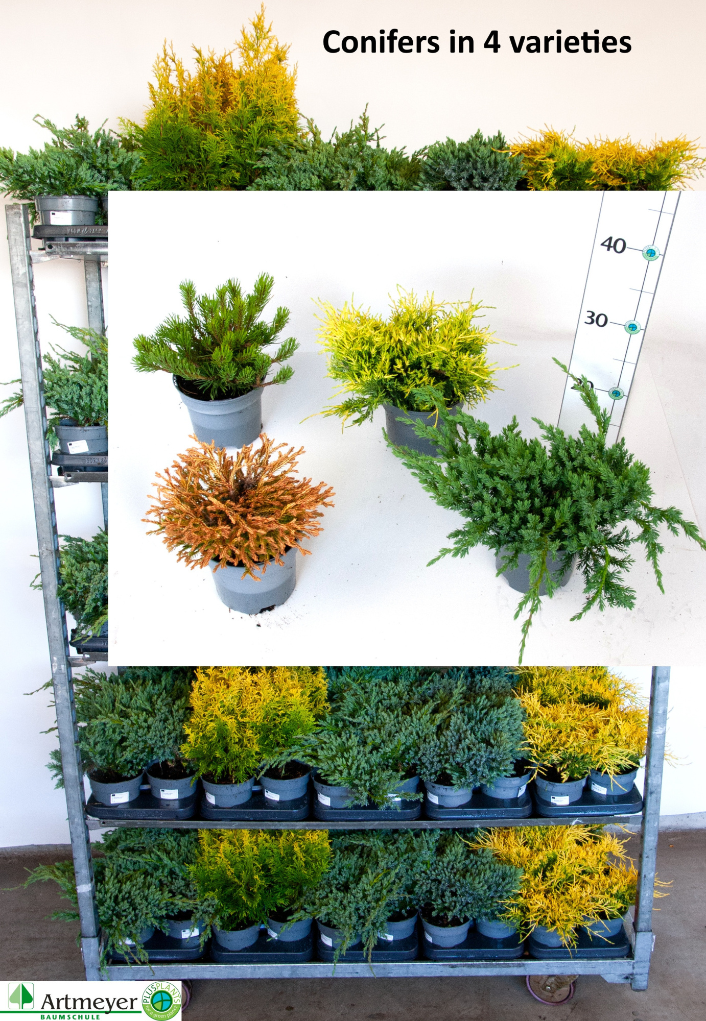 Koniferen-Mix flachwachsende Sorten T13, D 13 cm