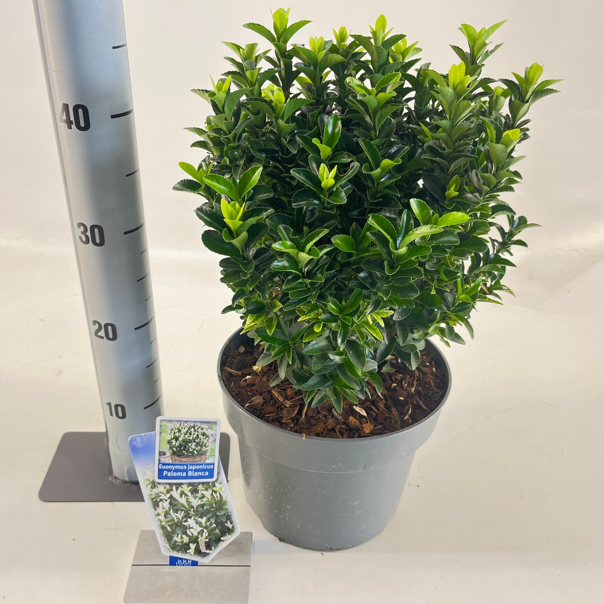 Euonymus jap. Paloma Blanca ('Lankveld03'PBR), D 23 cm